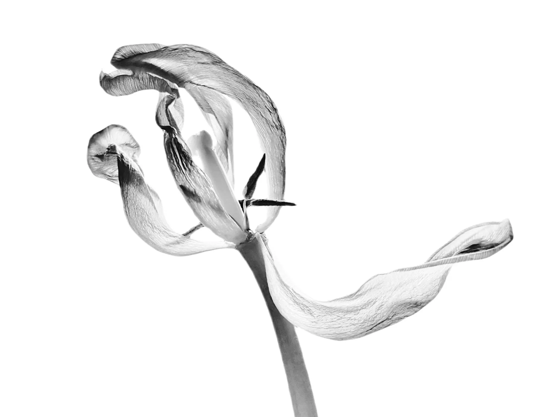 Tulip in Black and White