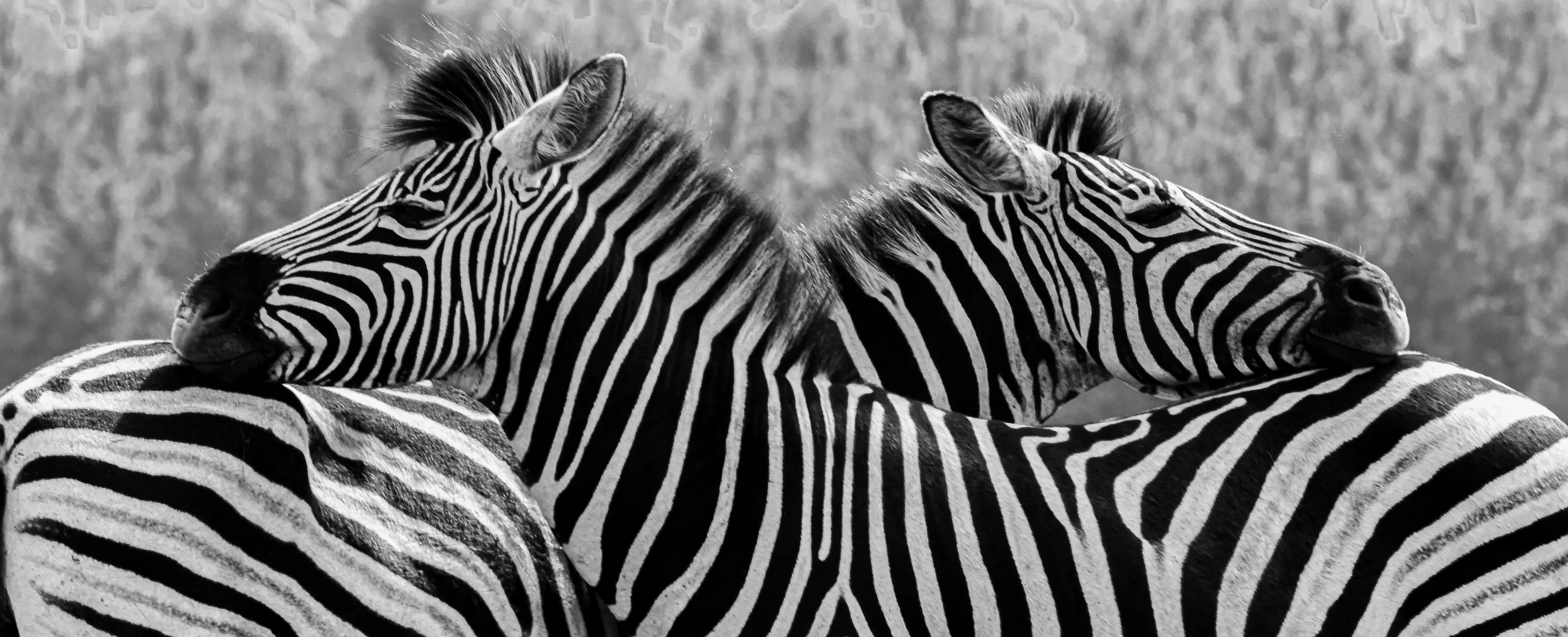 Zebra Crossing