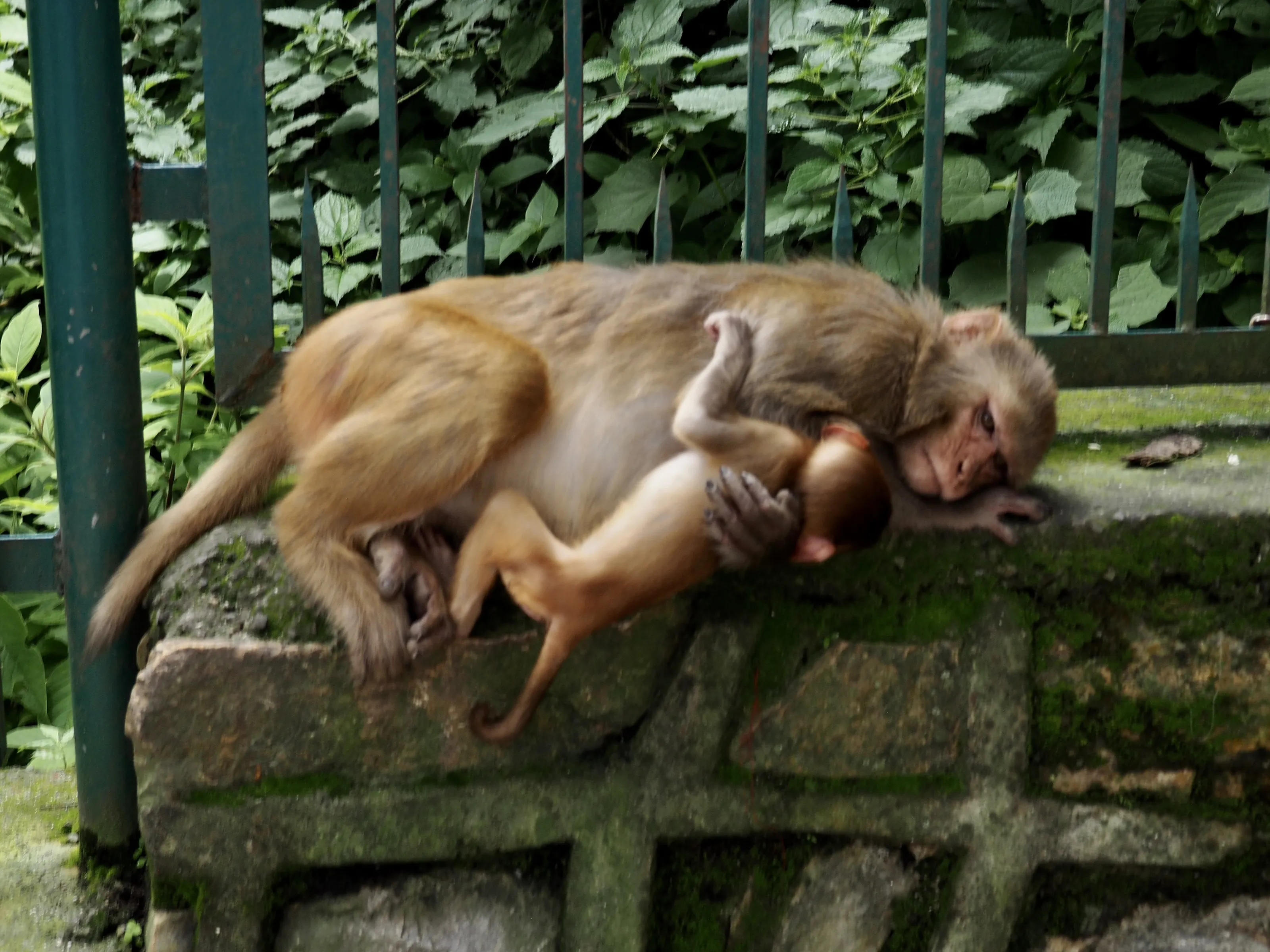 Parenting