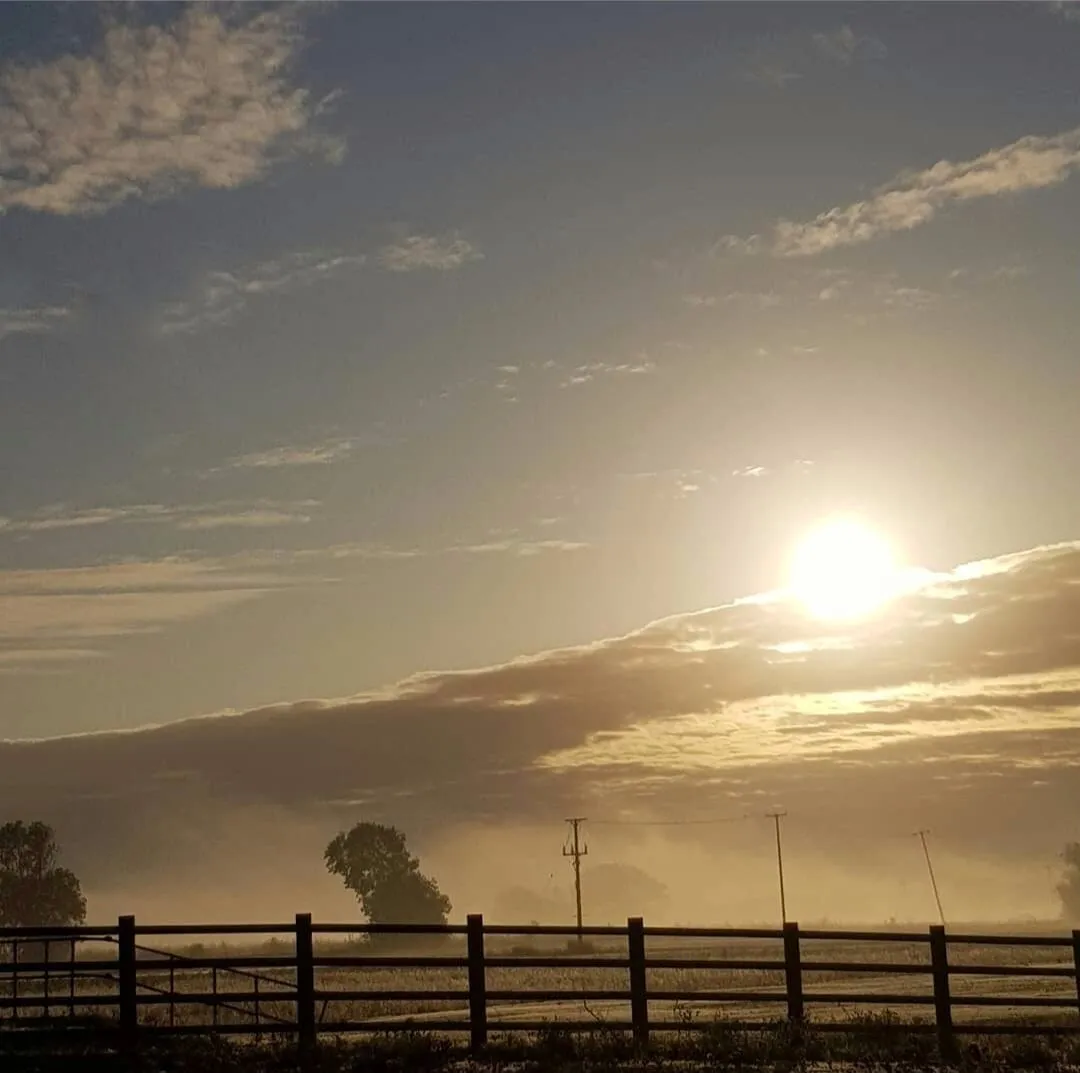 Morning glory