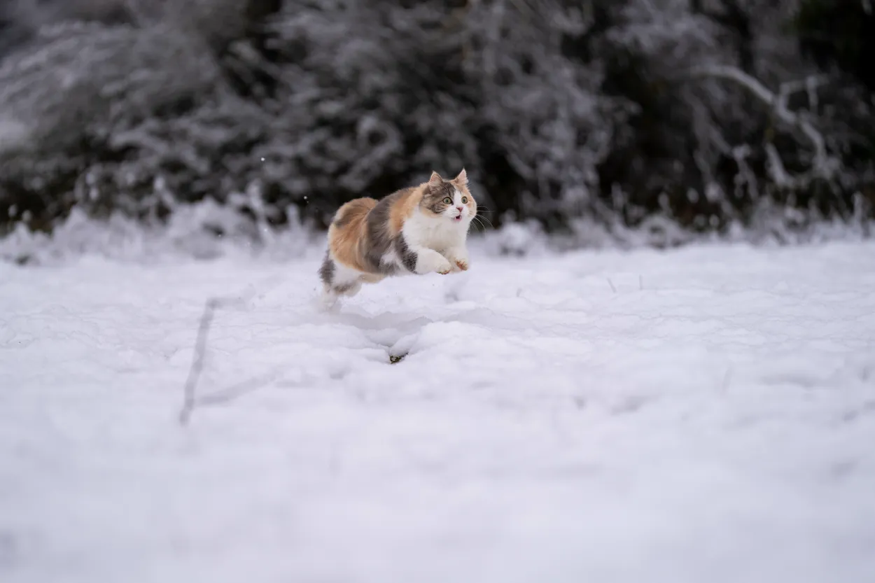 kirby saut dans la neige