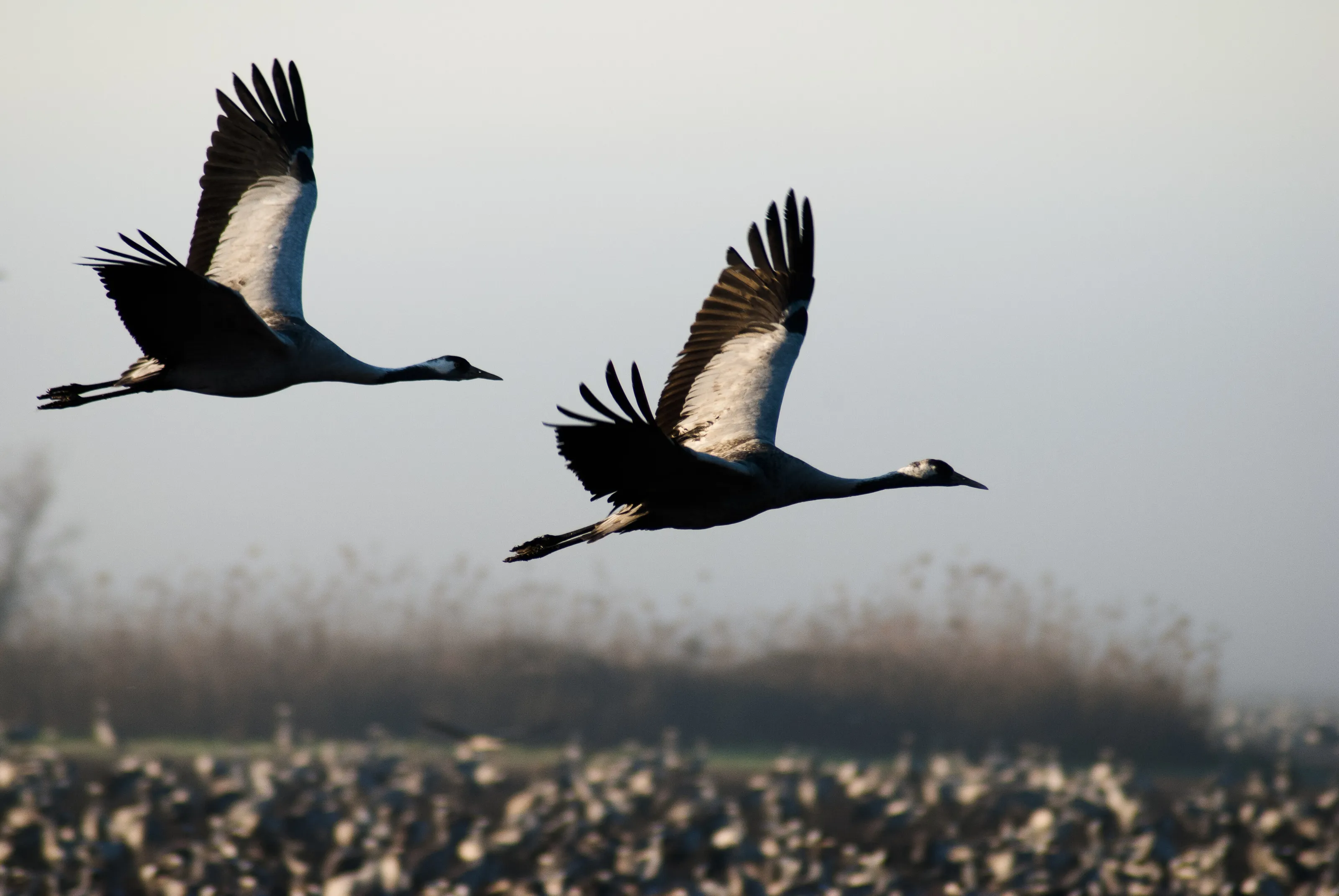Cranes on the fly