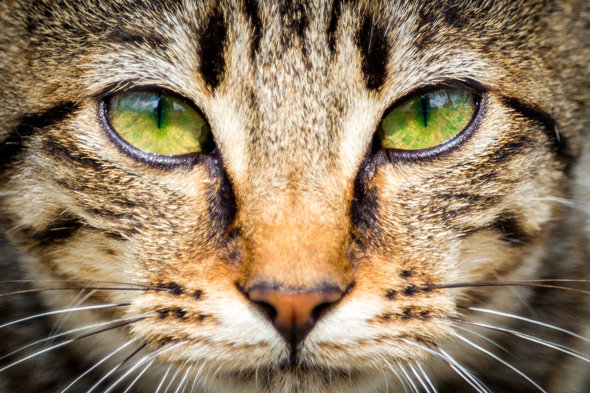 Green Eyes