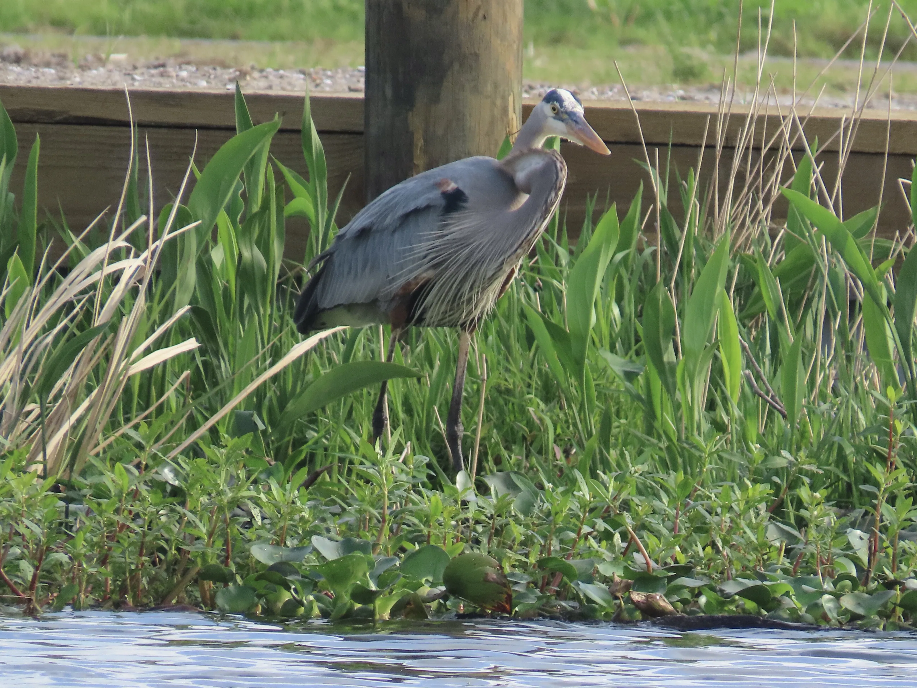 Blue Heron