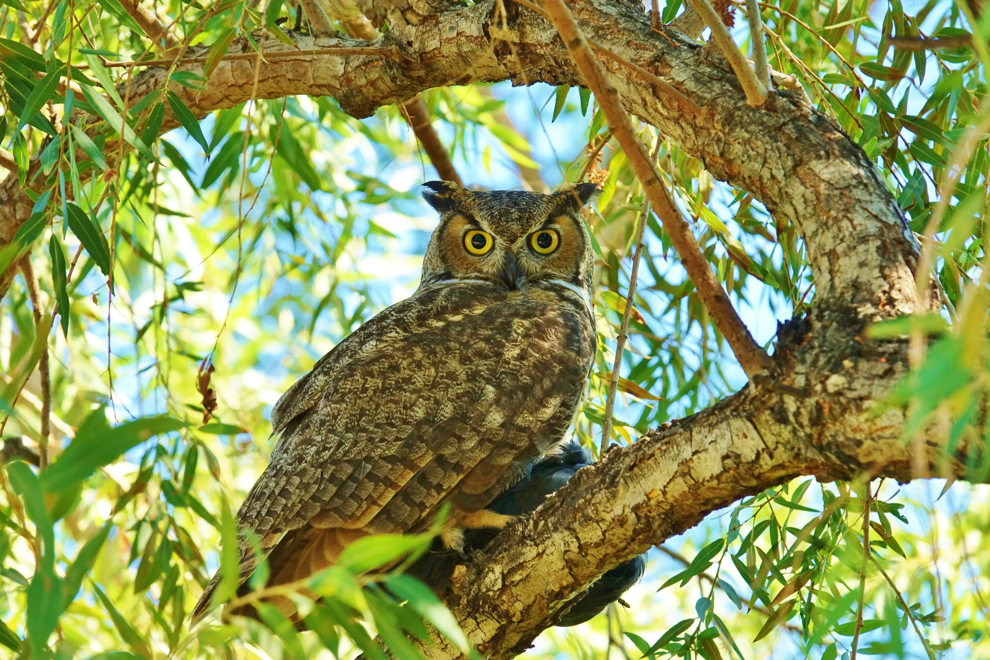 OWL