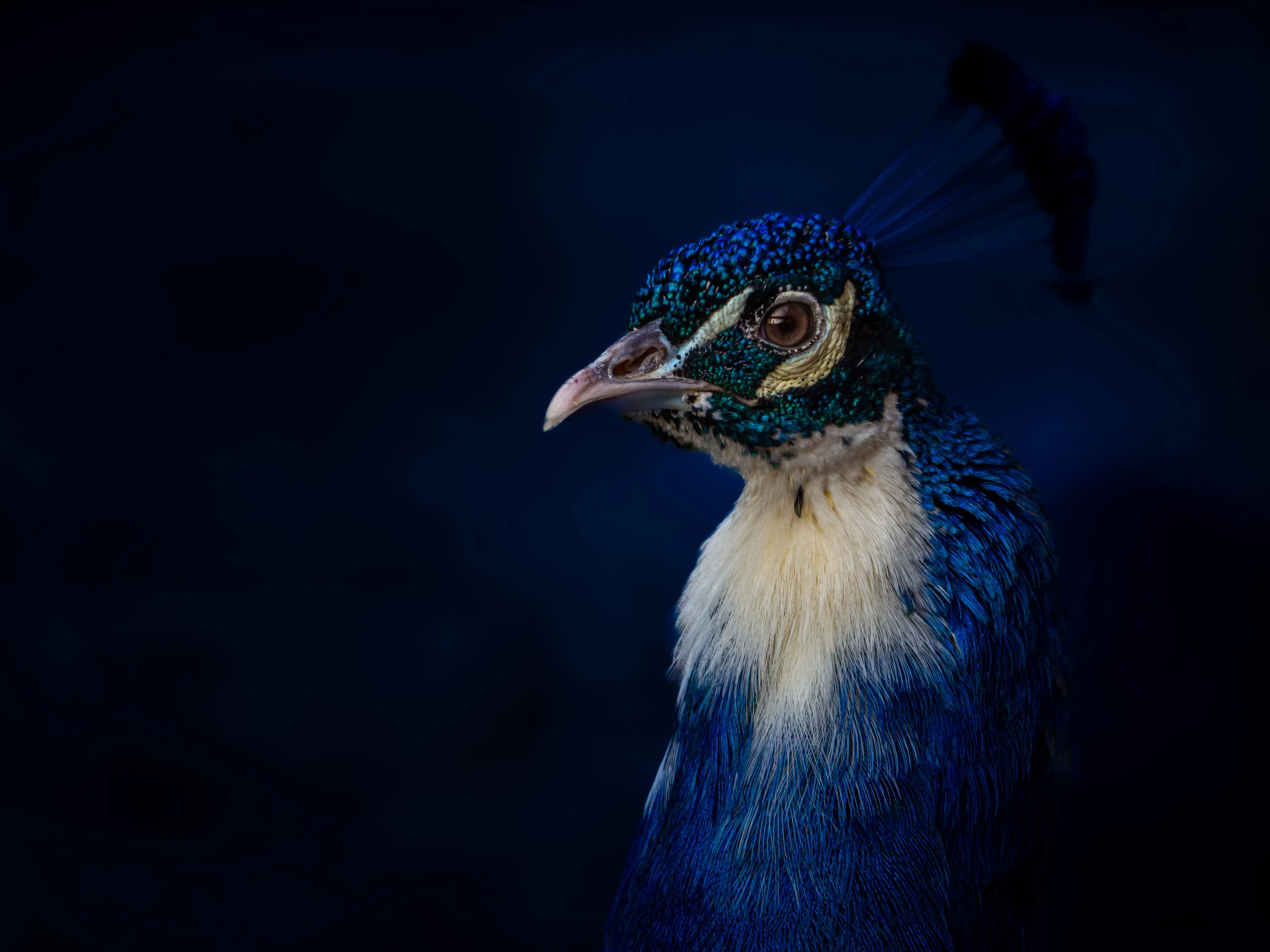 Blue peacock