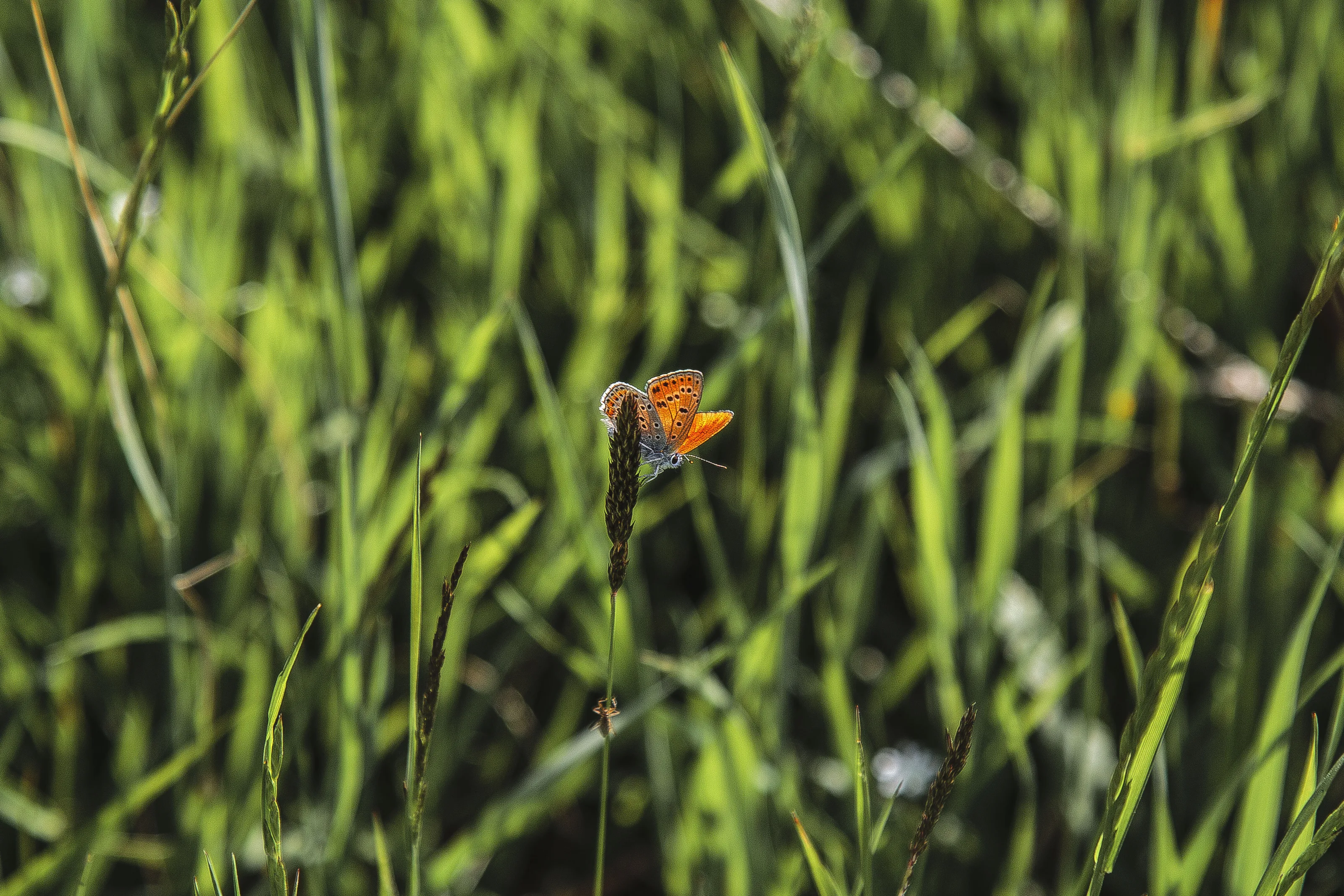 Orange Butterfly