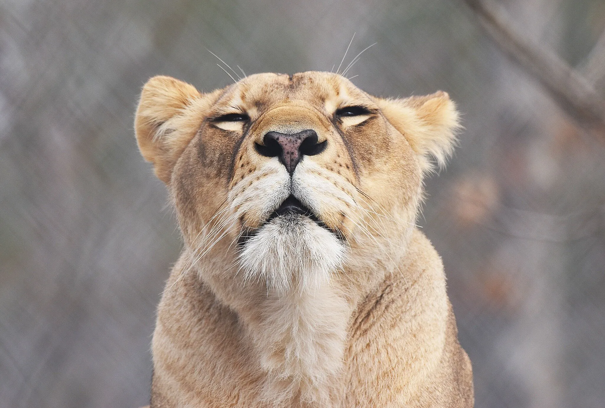Lion Pose