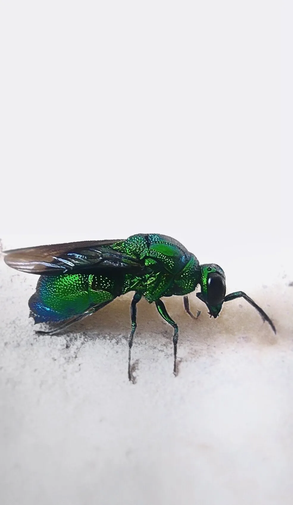 Emerald wasp