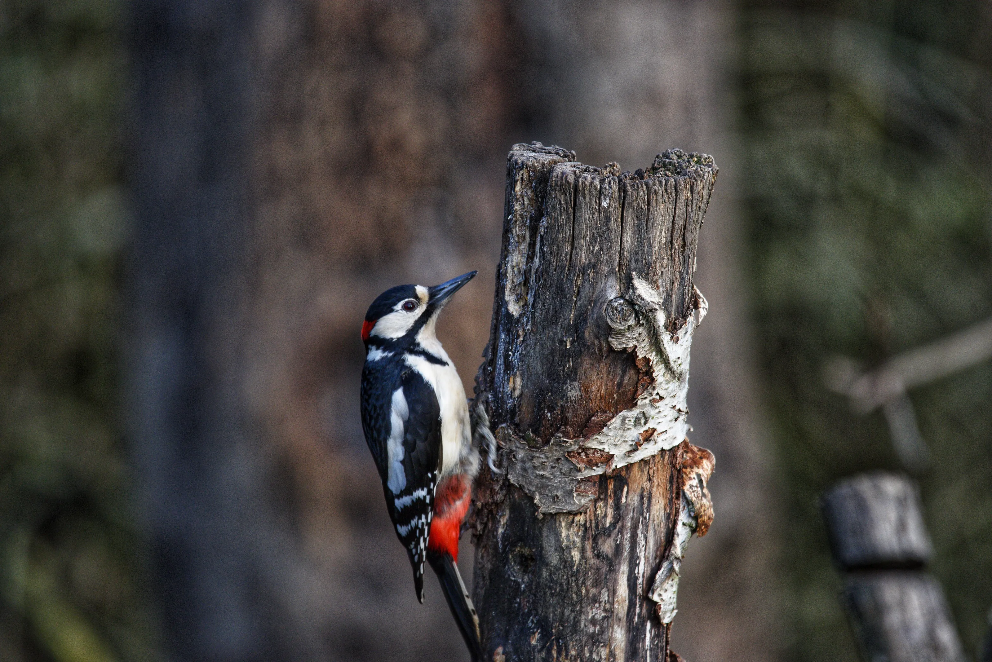 Great spotted woodpecker