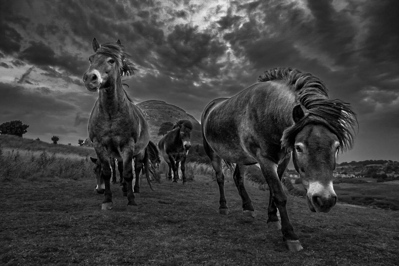 The wild horses