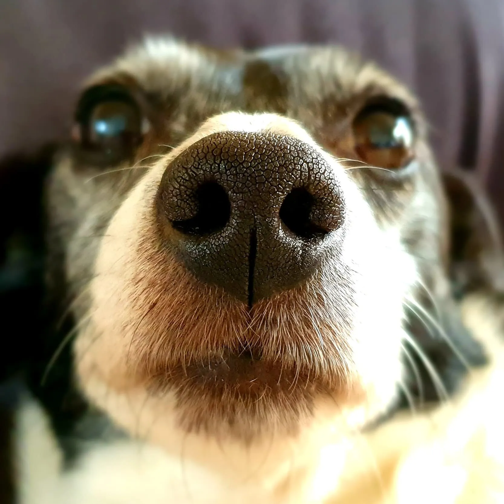 A very lovely dog!