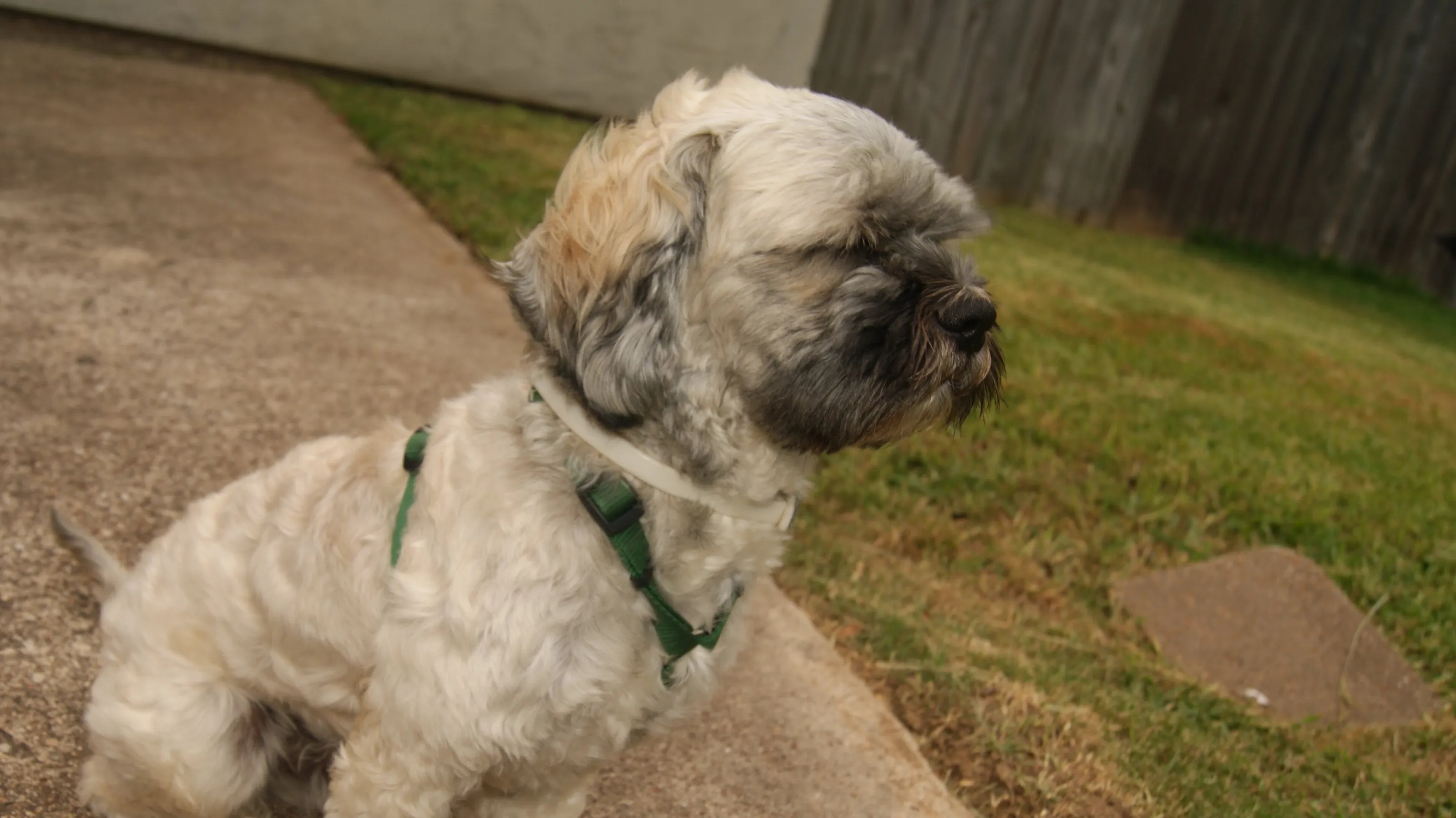 BENJI