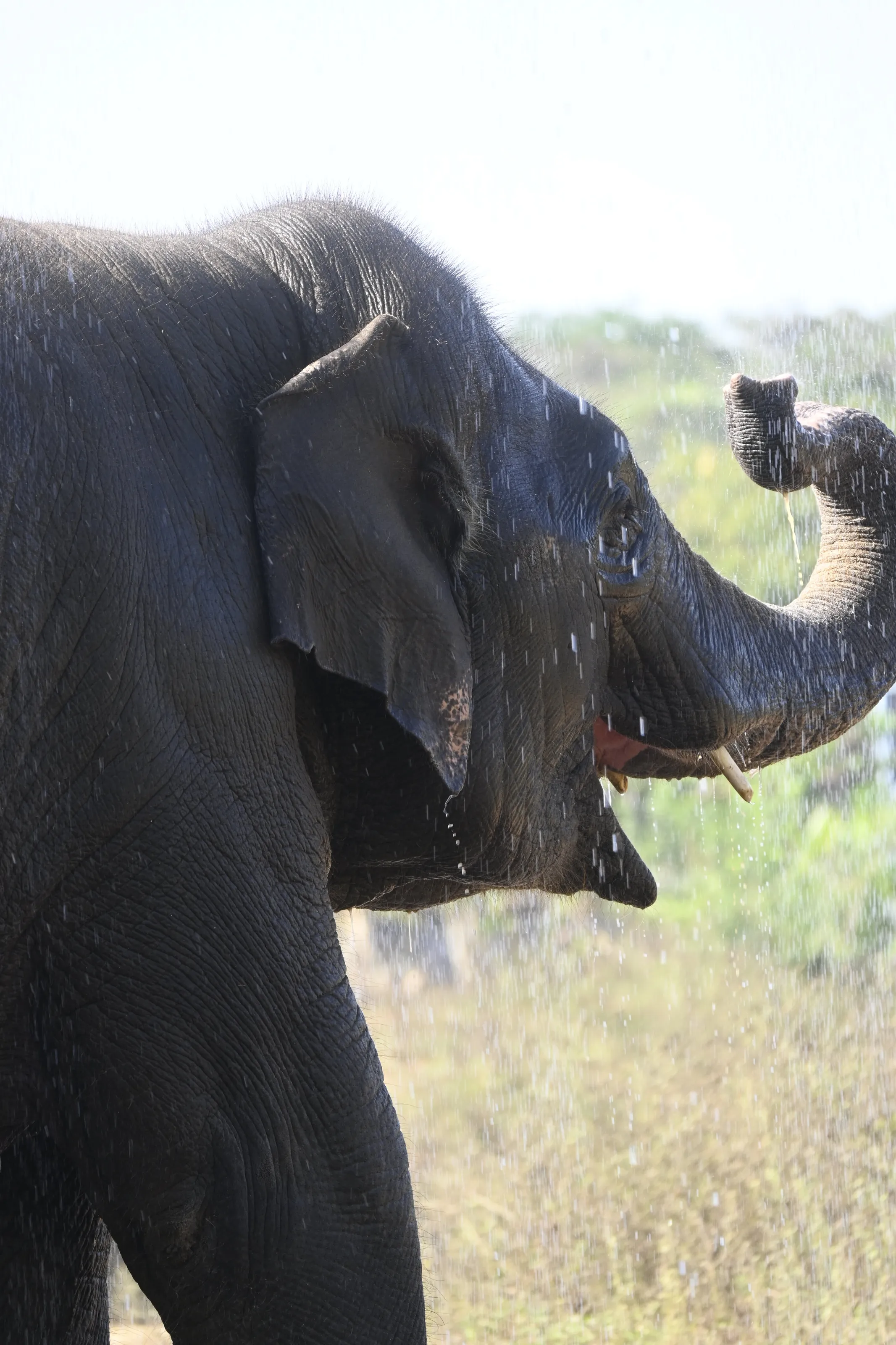Elephant in zoo is enjoying the rain with Smiling face