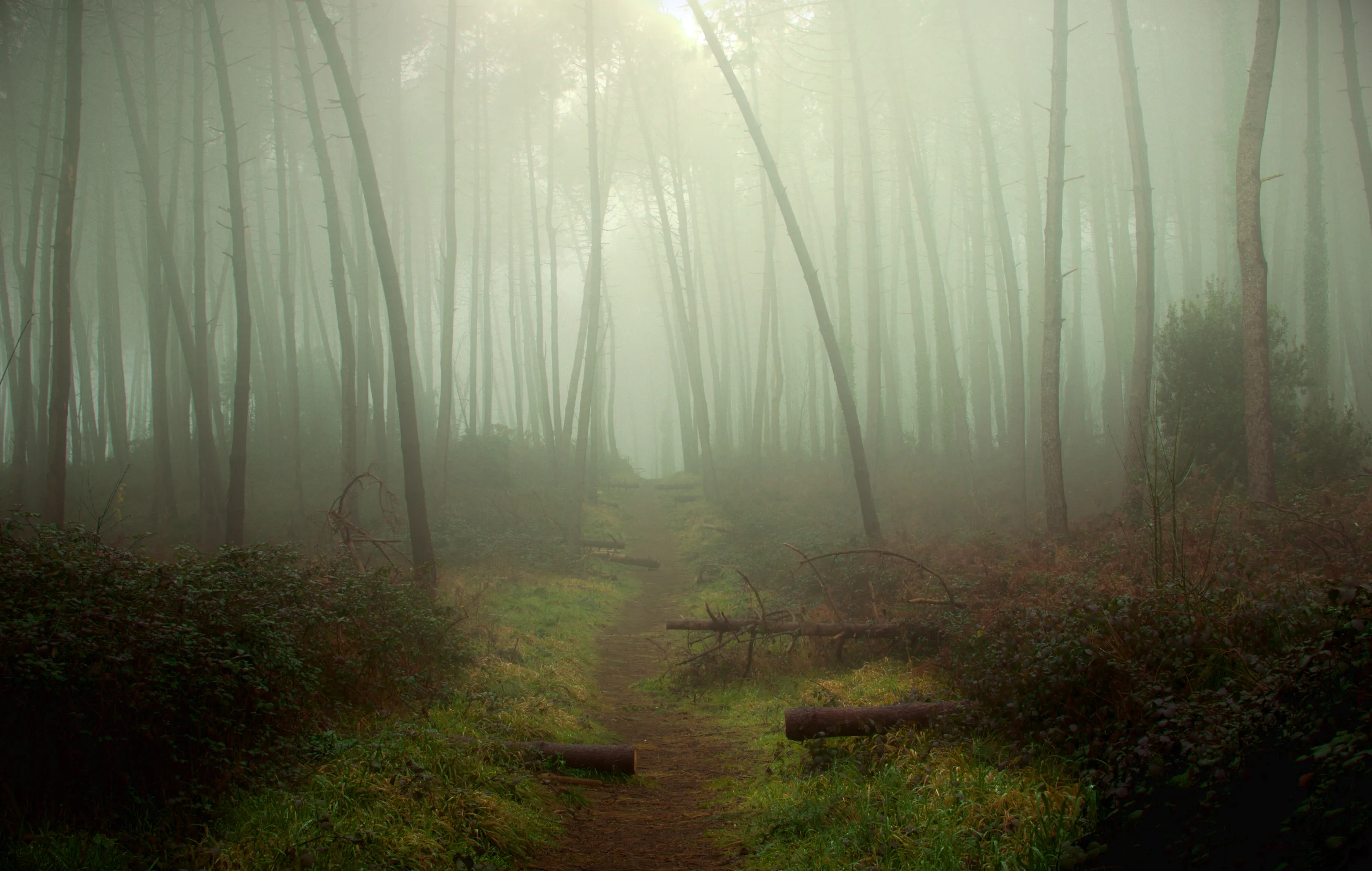 Foggy forest