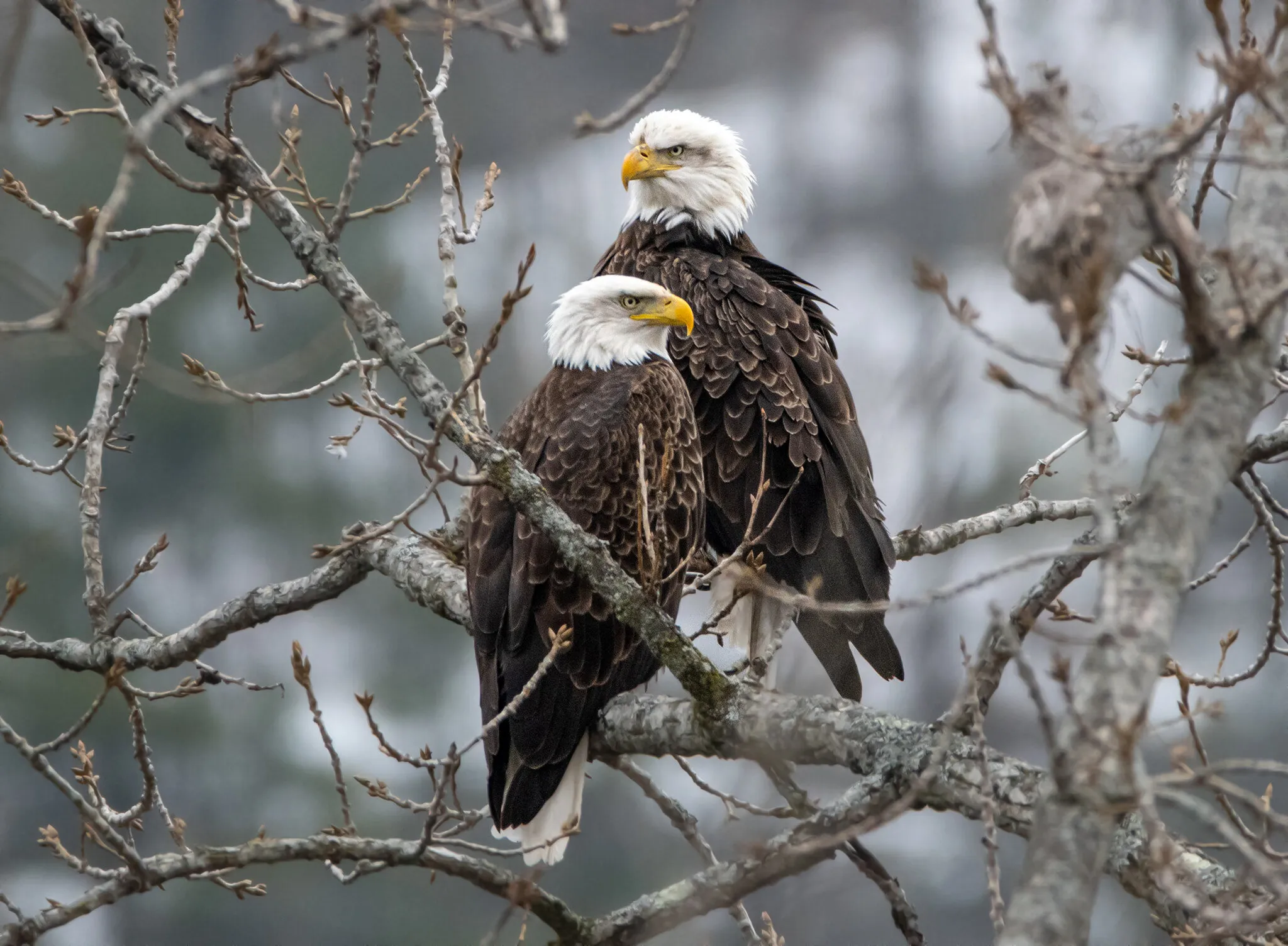 Mated Pair