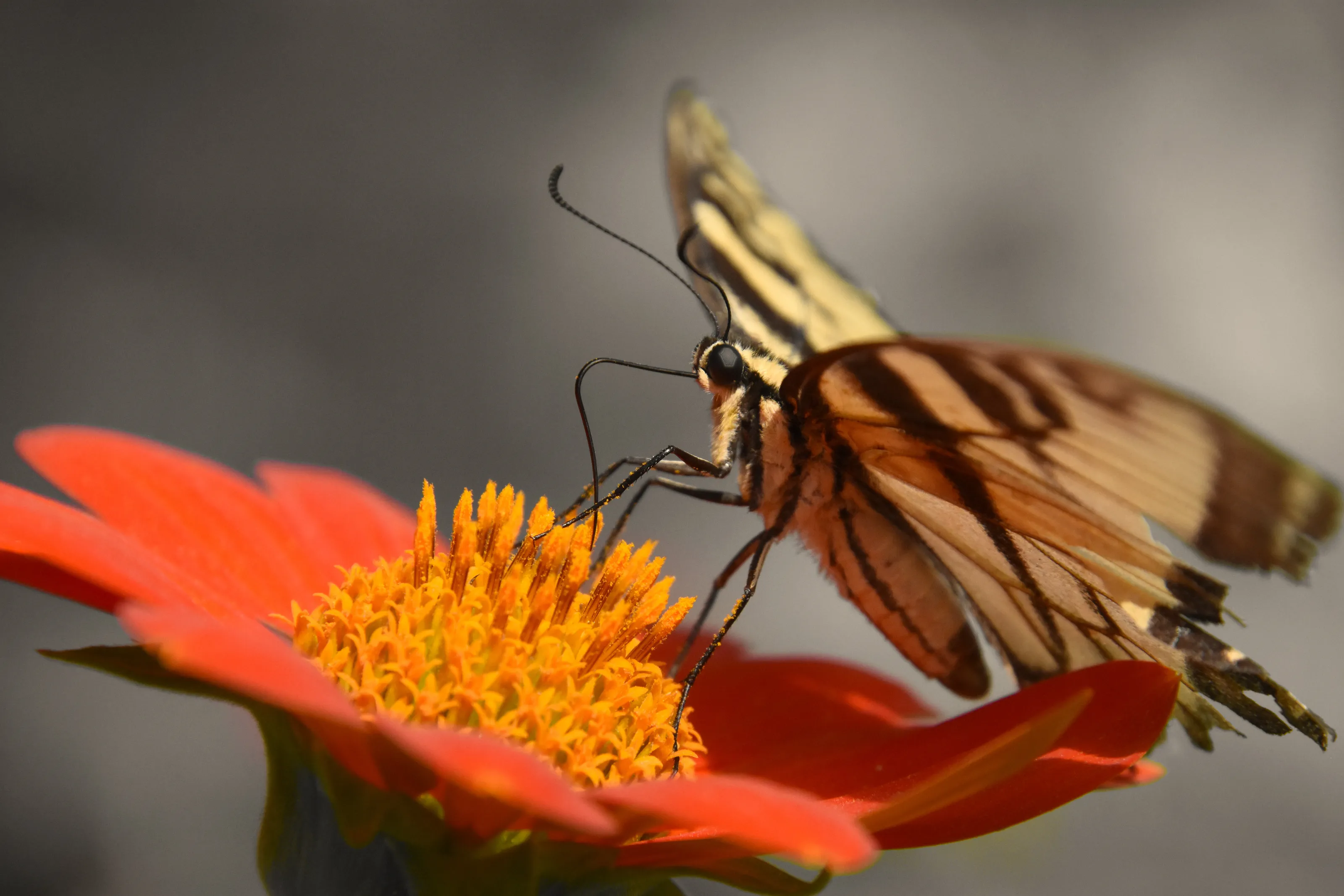 Mexican sunflower butterfly