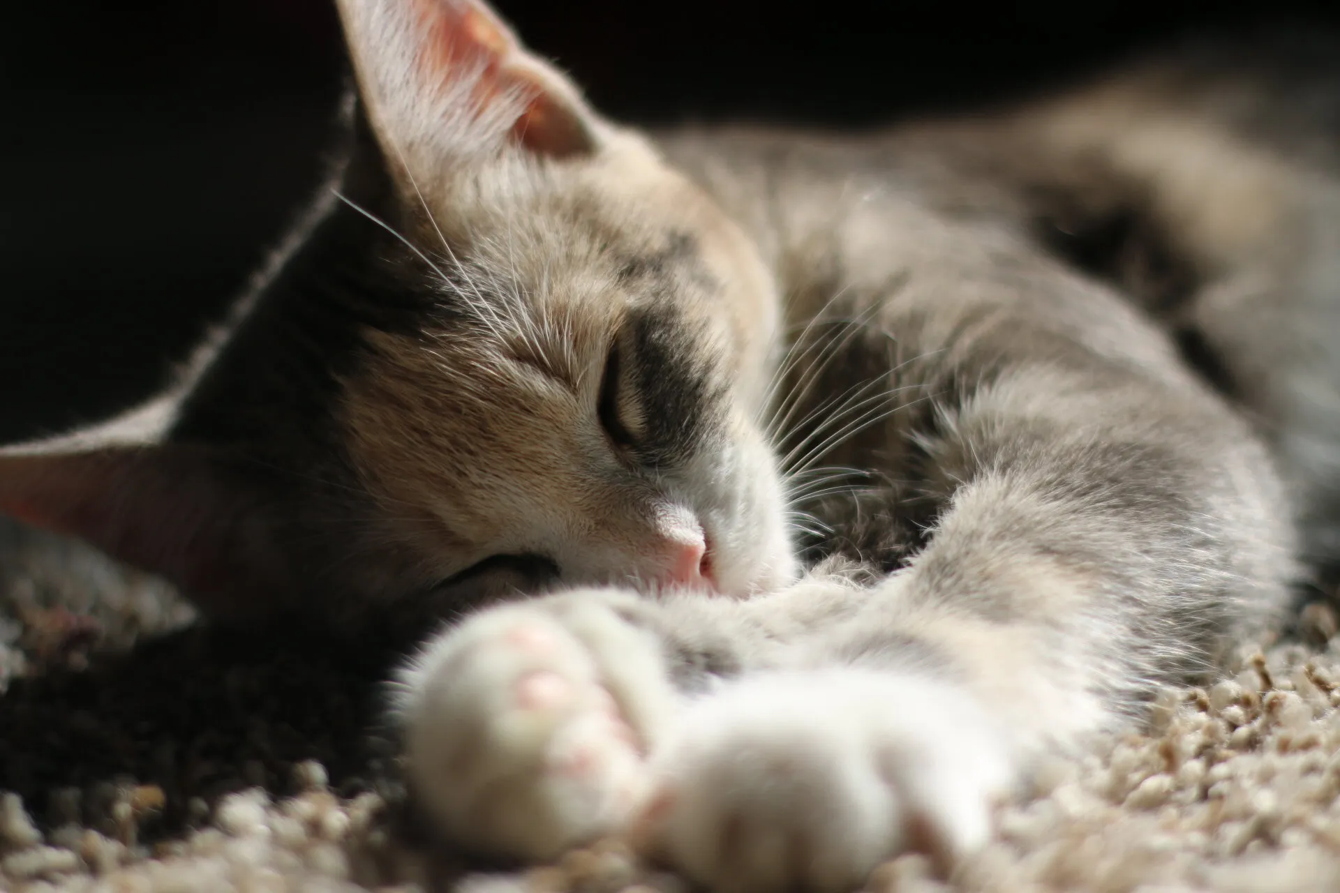 Cat Nap