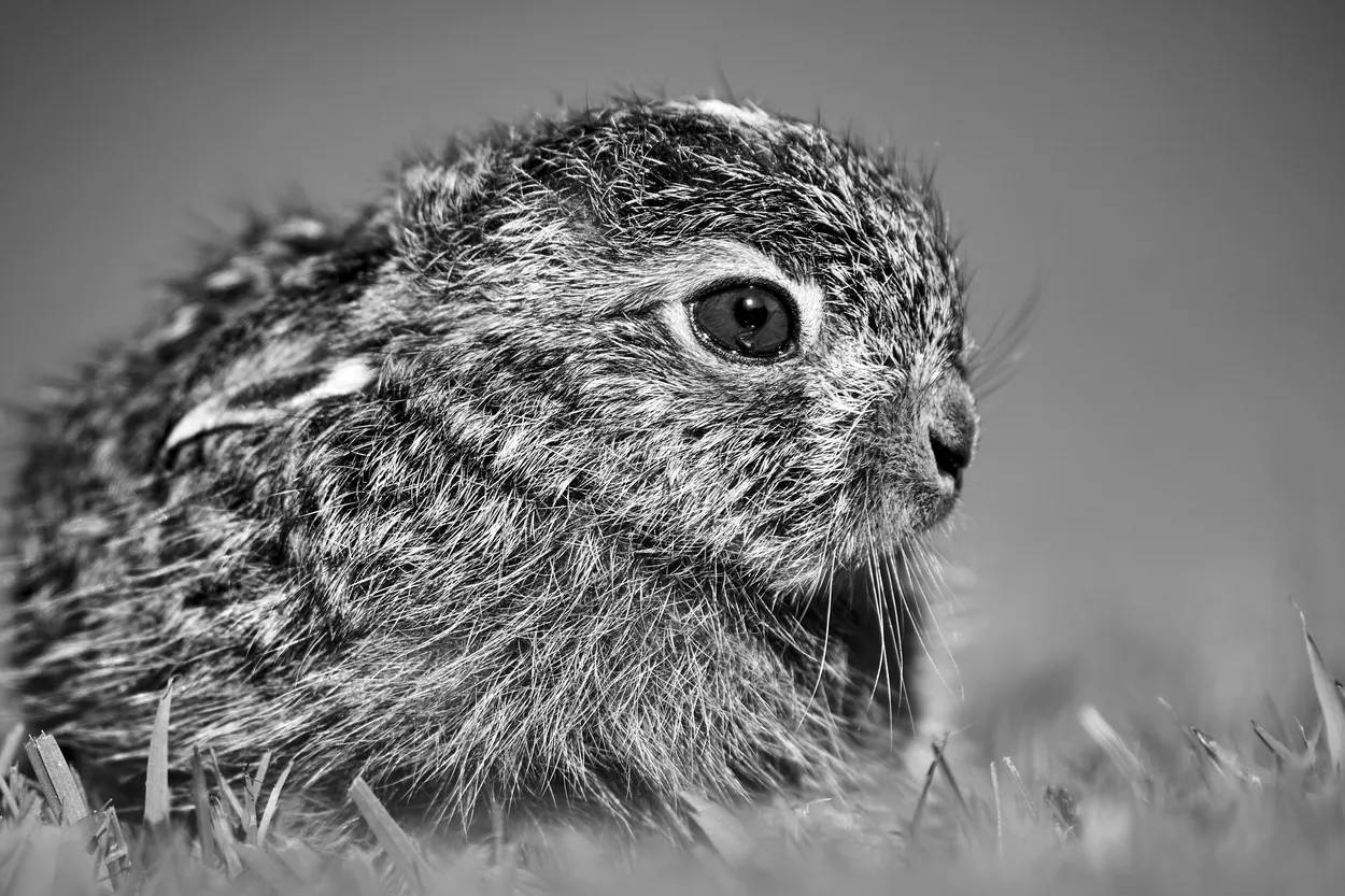 Entry 16189493