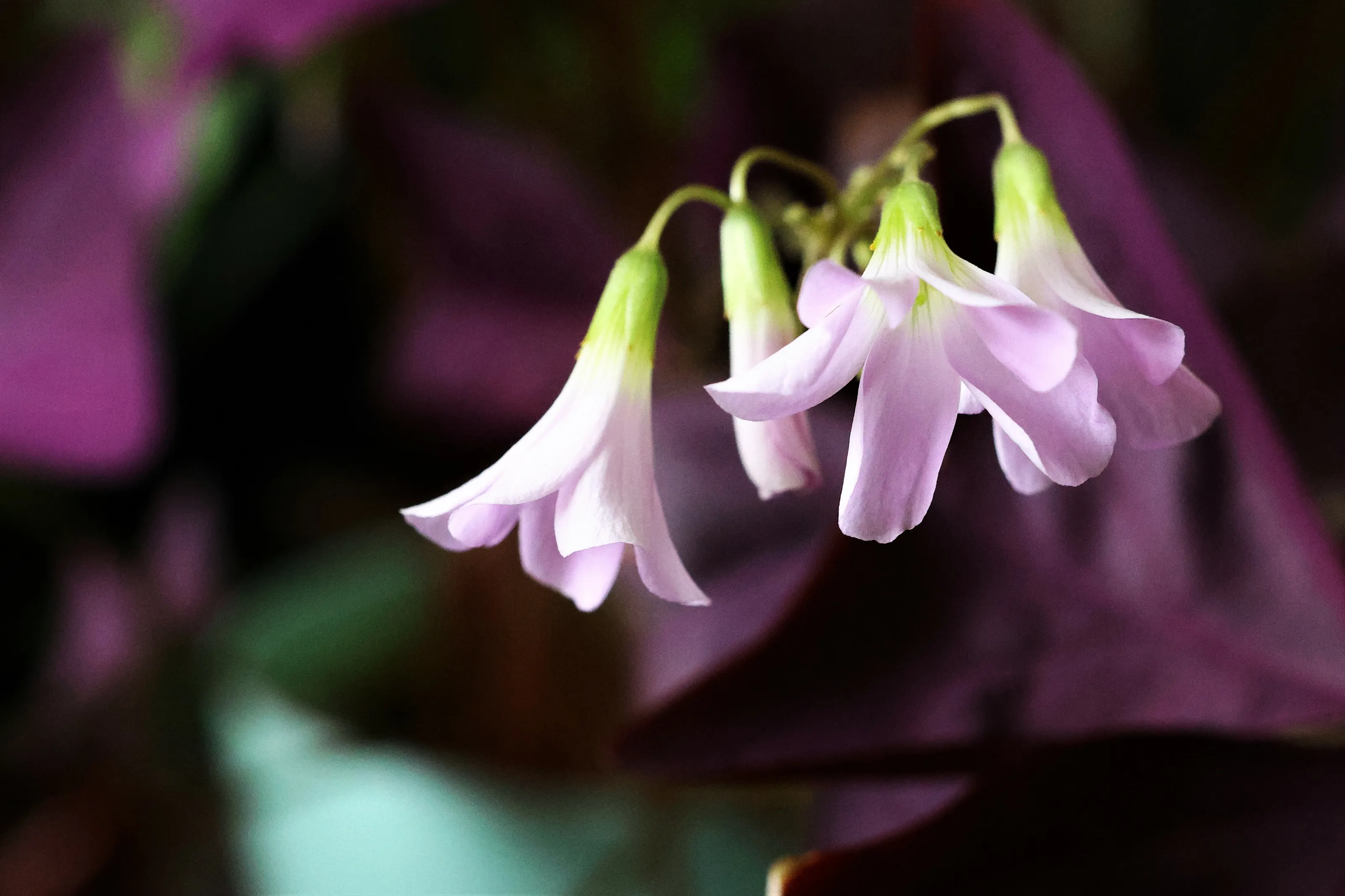Oxalis