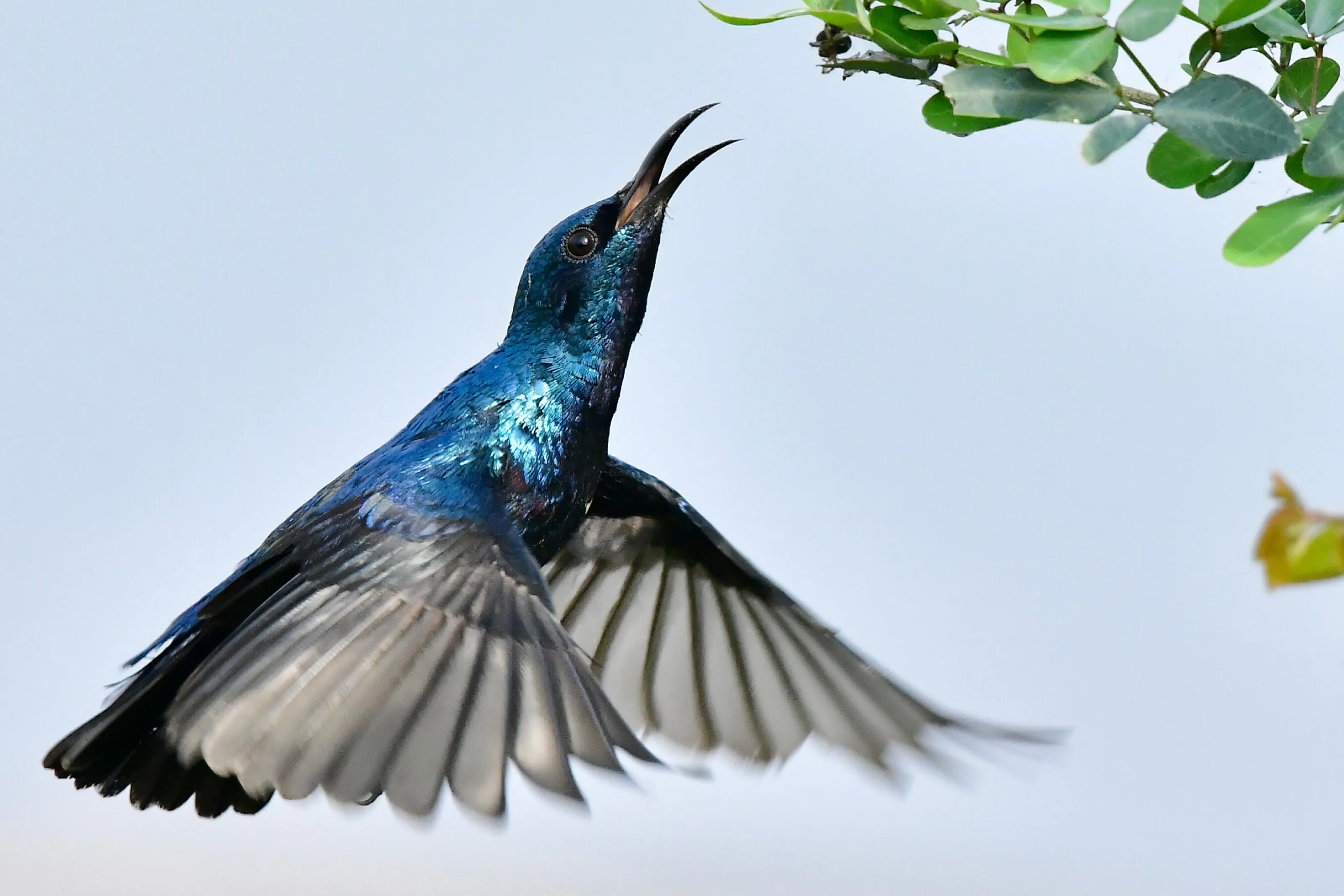 Purple Sunbird in Flight
