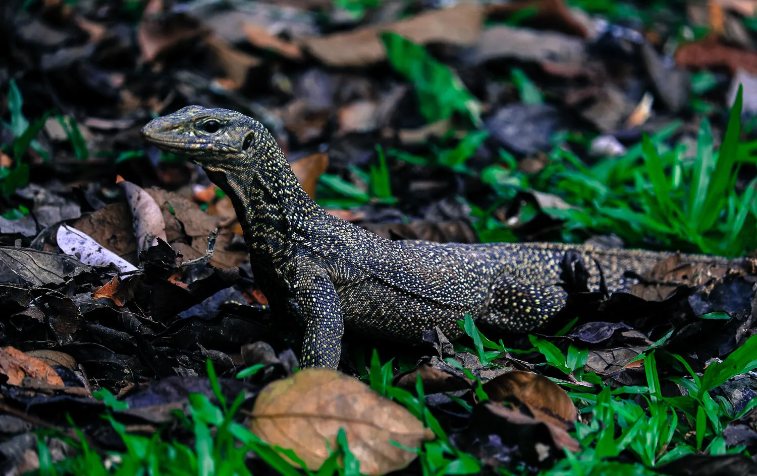 Monitor Lizard, Penang, Malaysia.