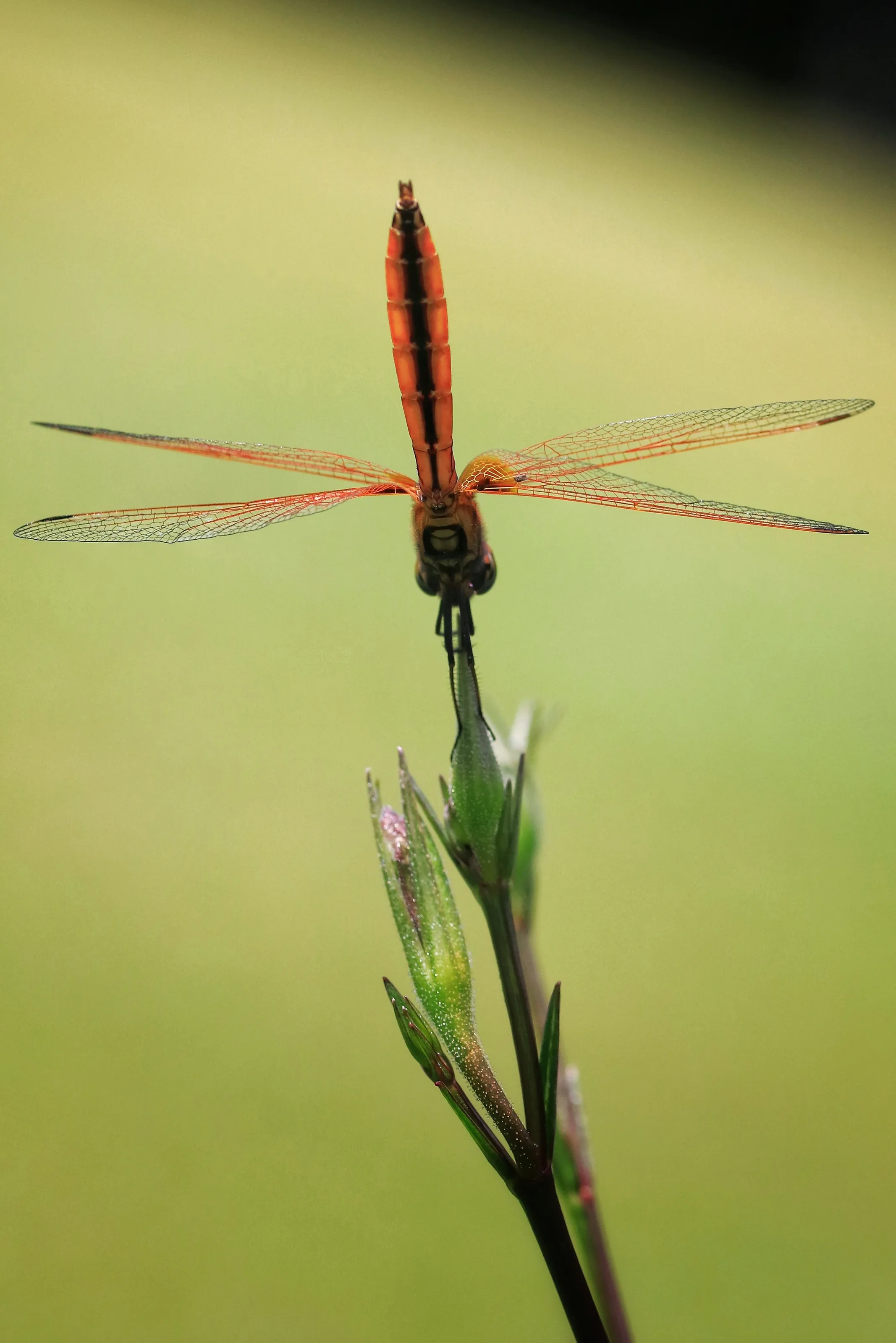 Dragonfly resting