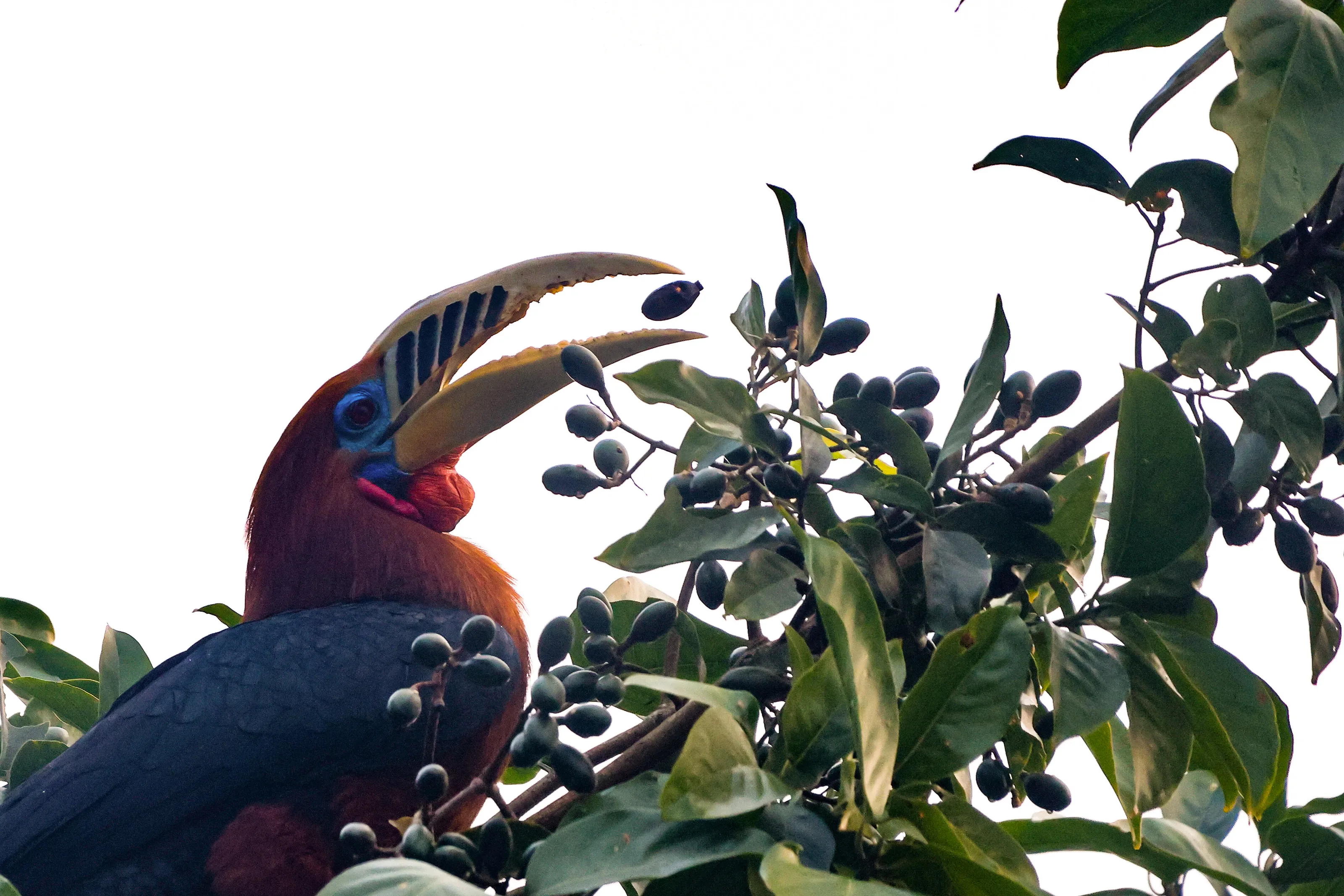 Rufus-necked Hornbill (male)