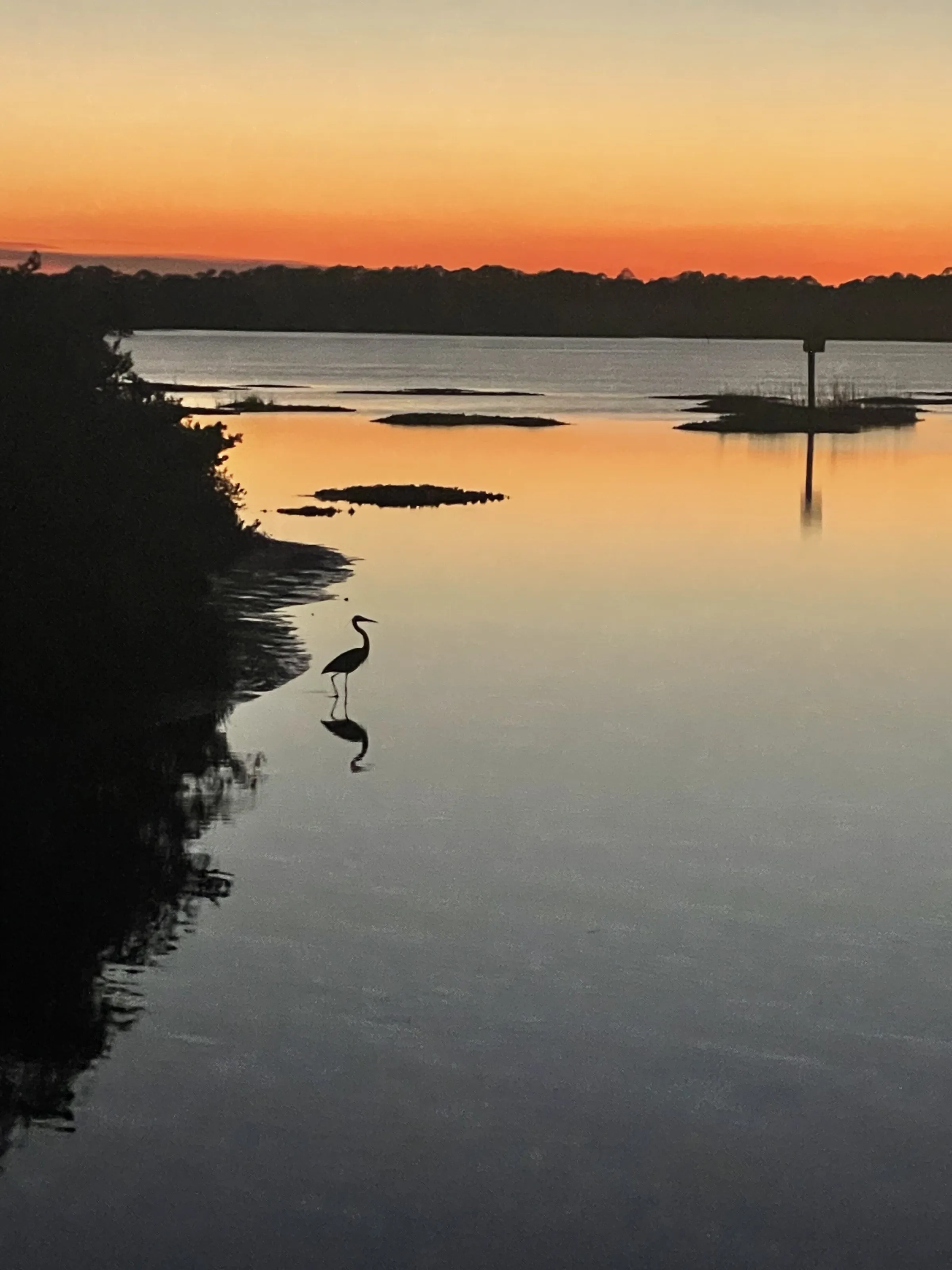A great blue heron, waiting for dinner