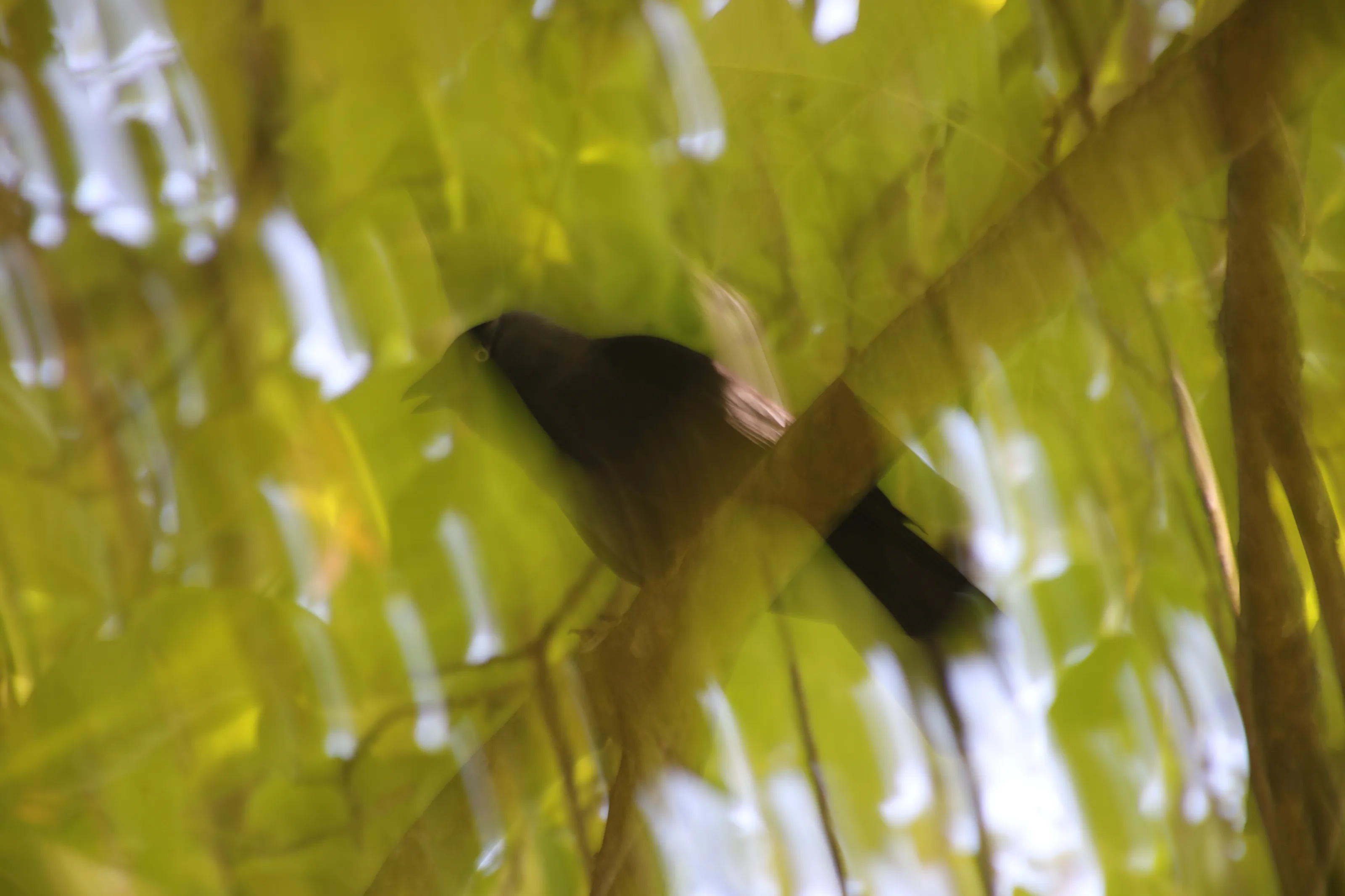 Black Bird