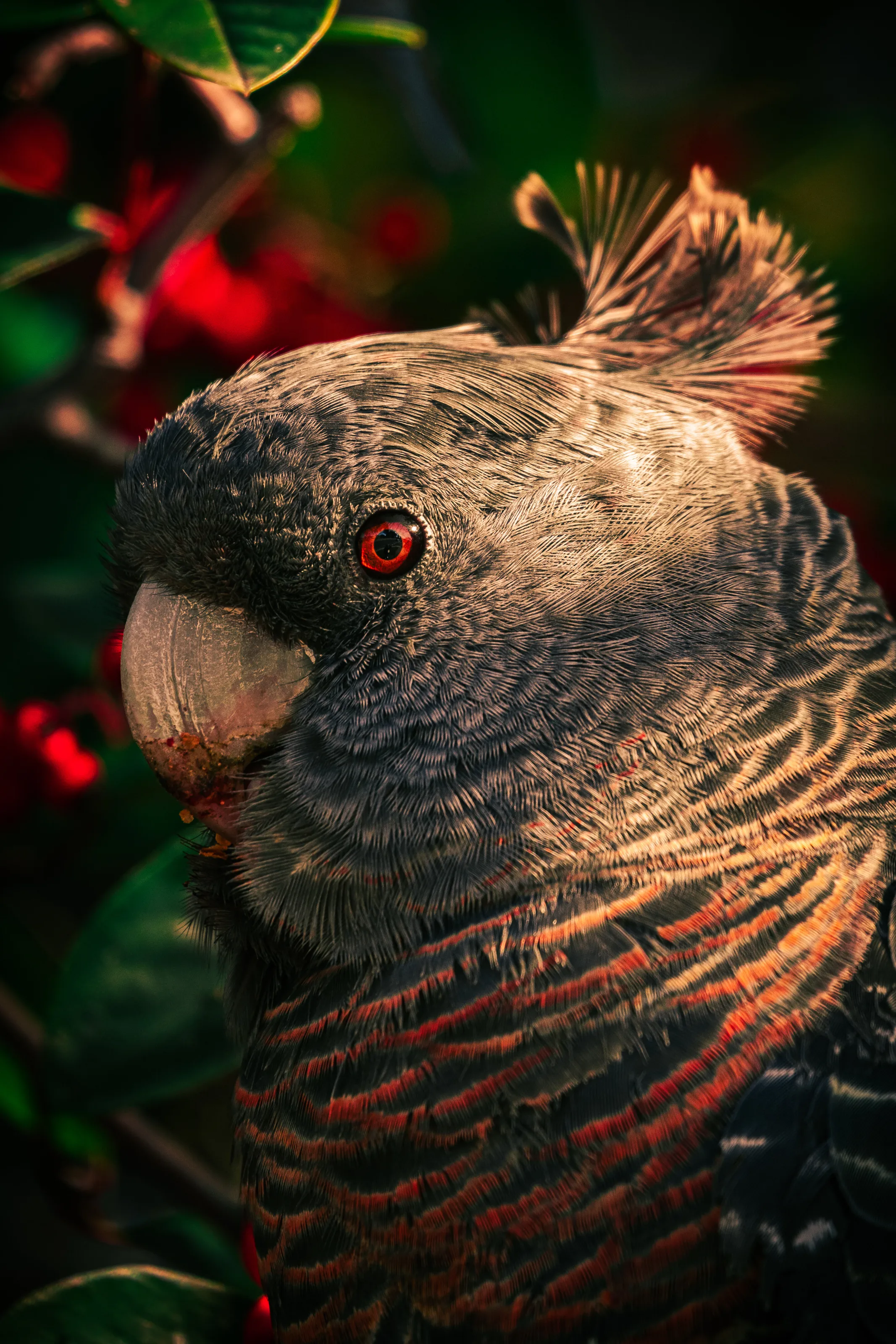 the bird in Australia