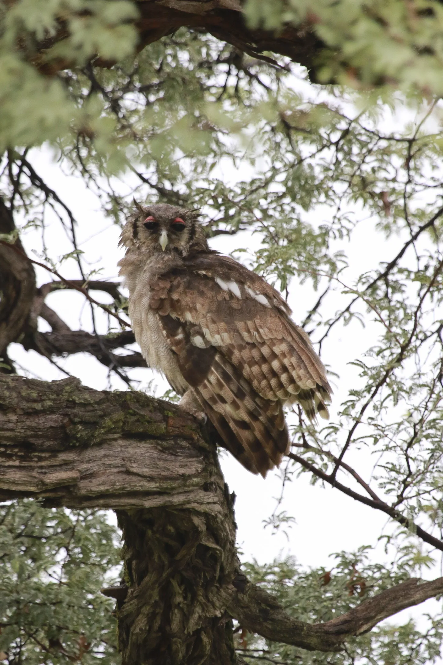 Verreaux’s Eagle Owl