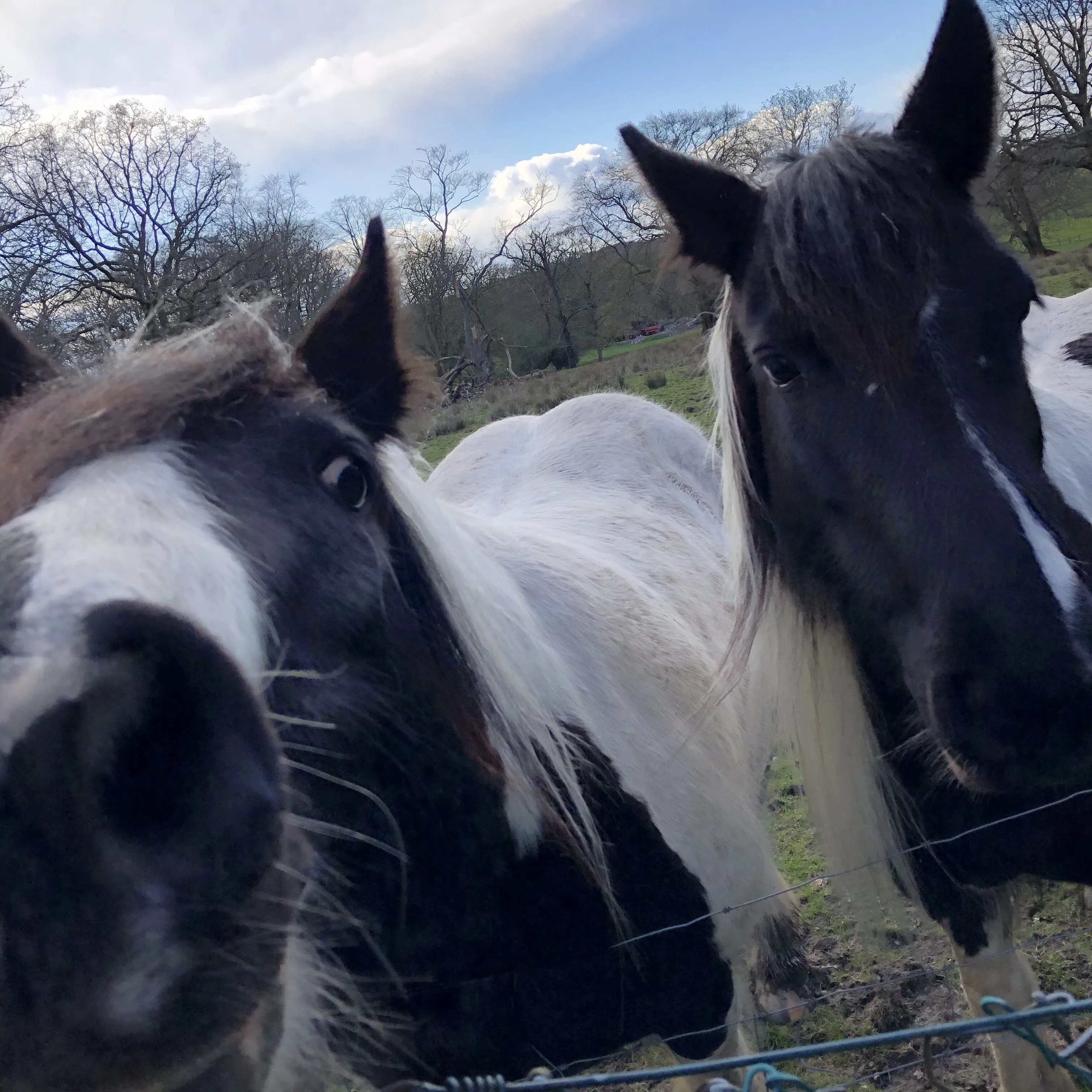 “Horsin’ Around”
