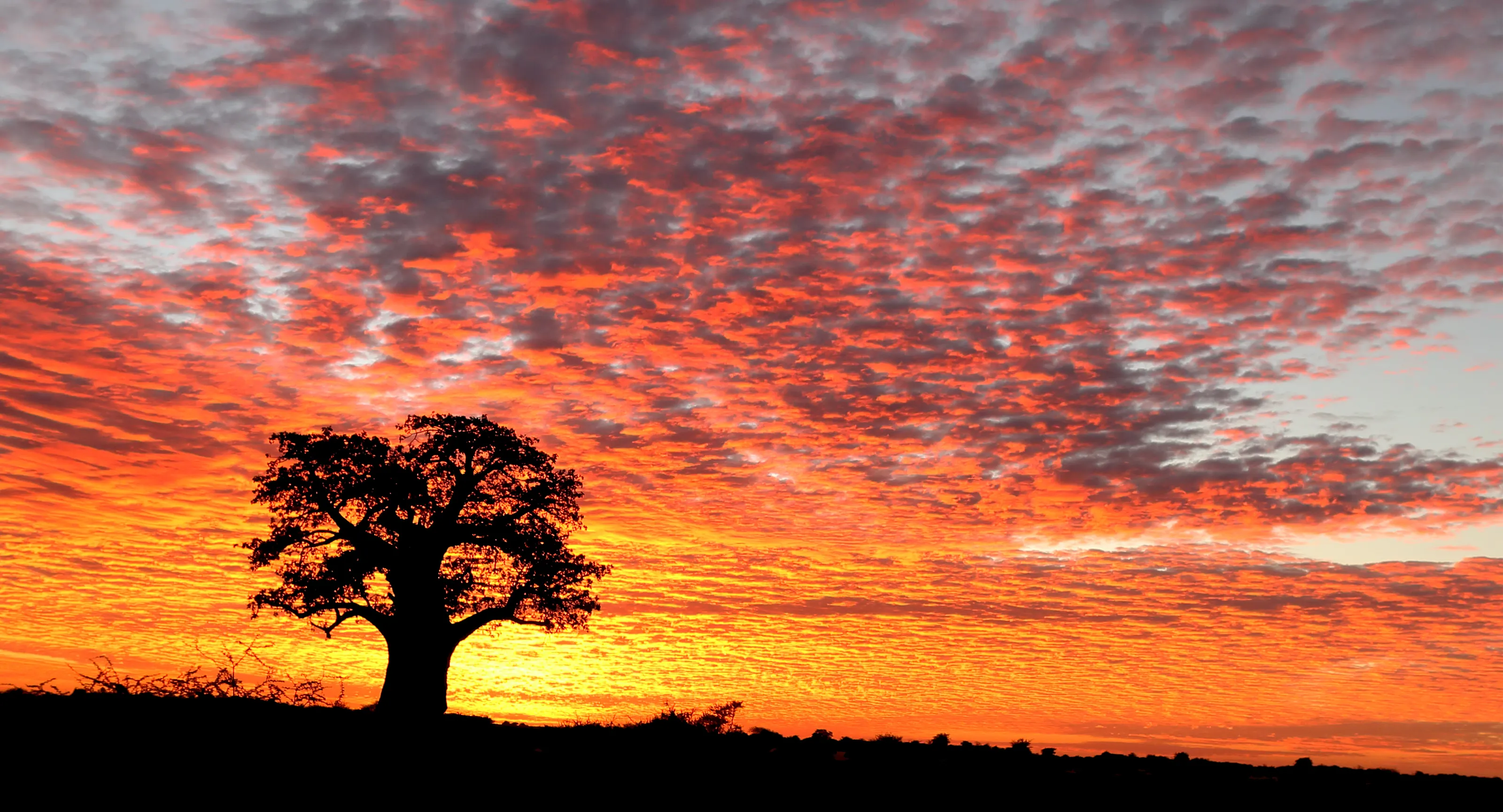 Kalahari dawn, the golden hour