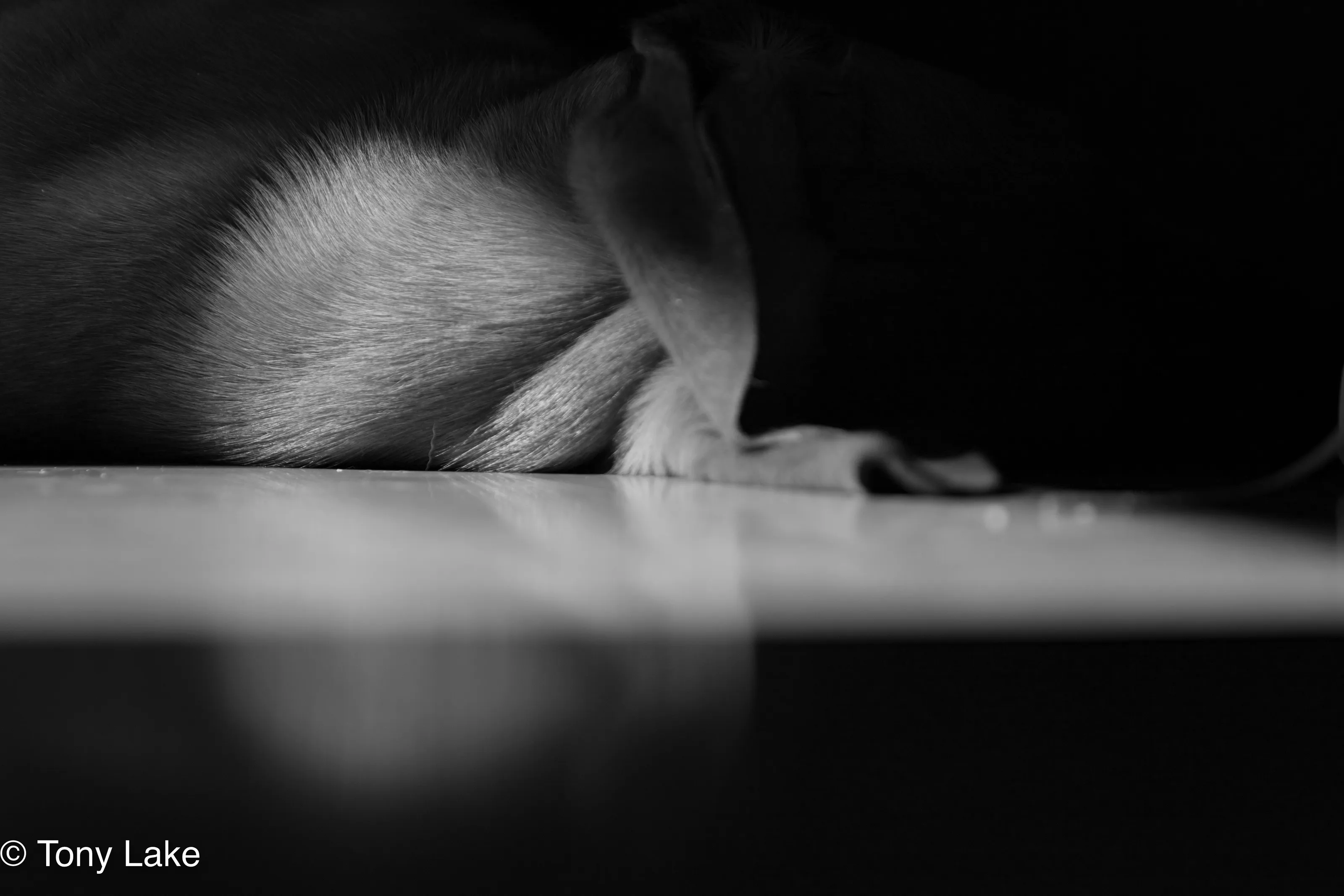 Sleeping Lion