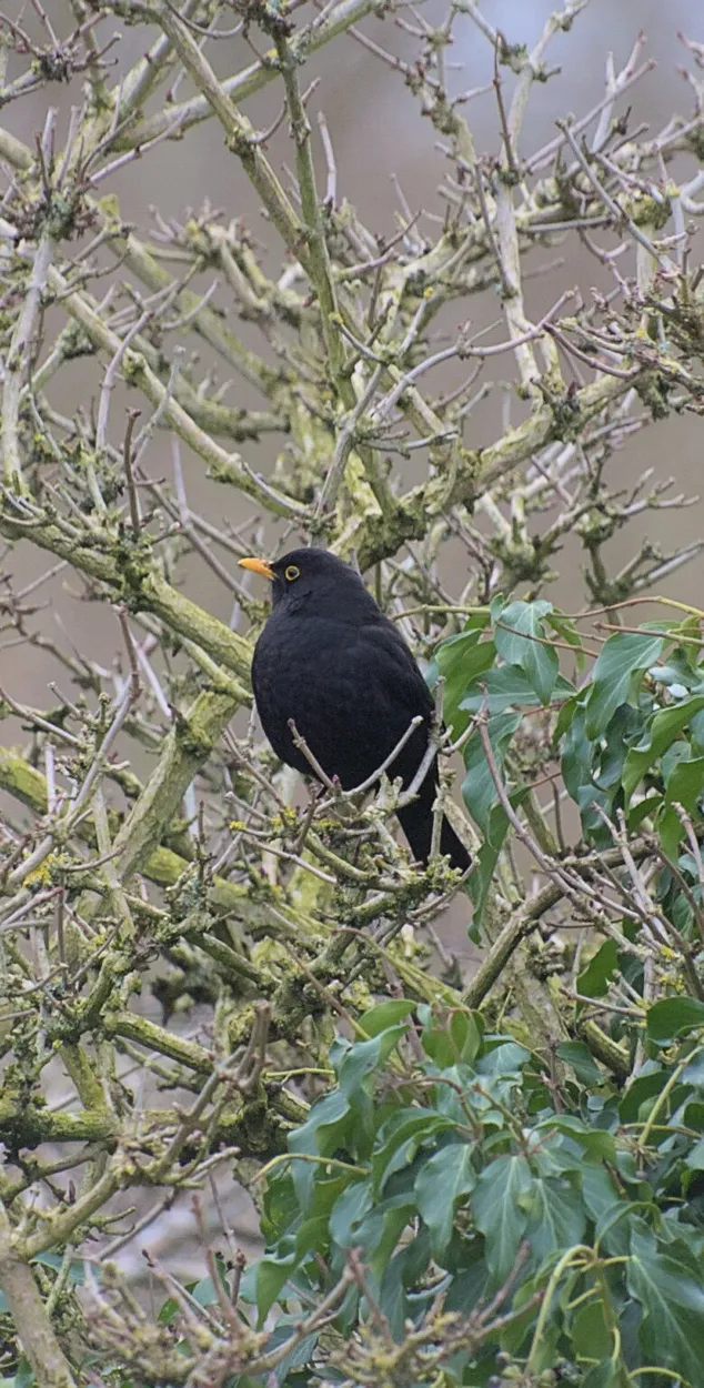 Entry 15775276