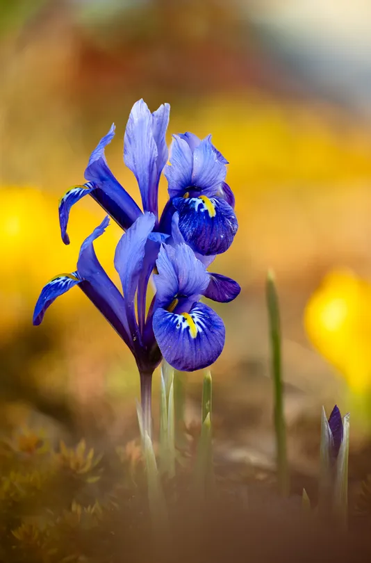 netted iris with yellow background 2