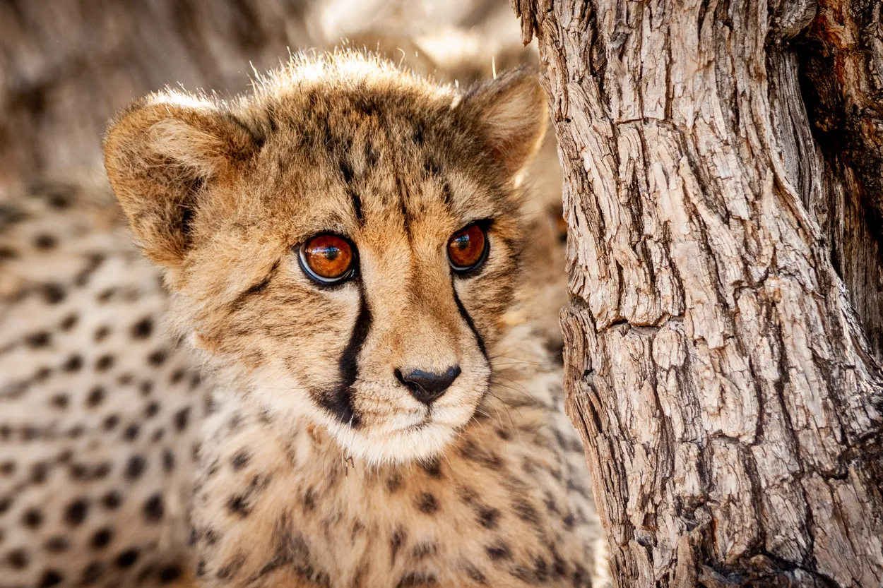 Young cheetah in a tree