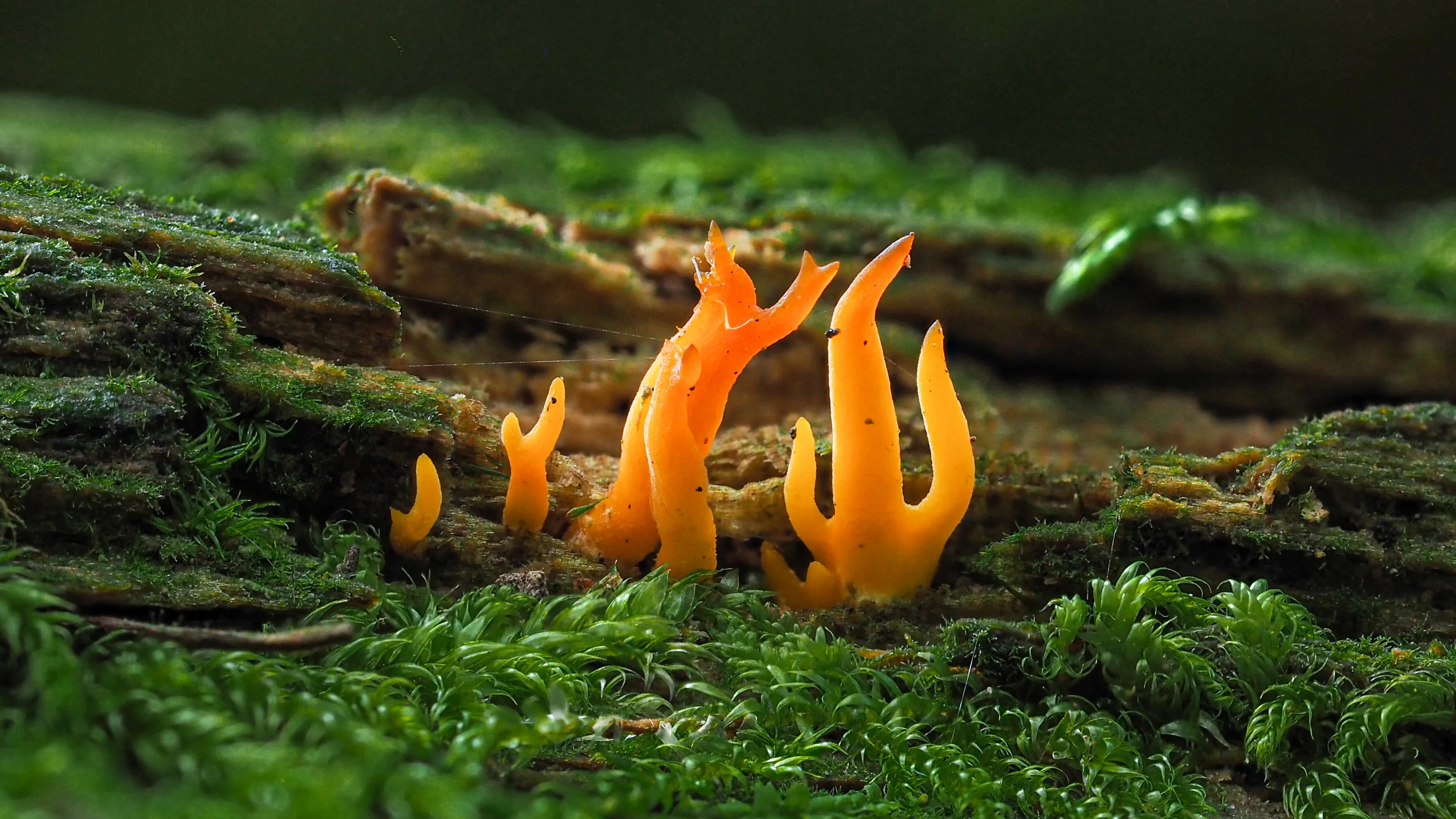 Forest Flame