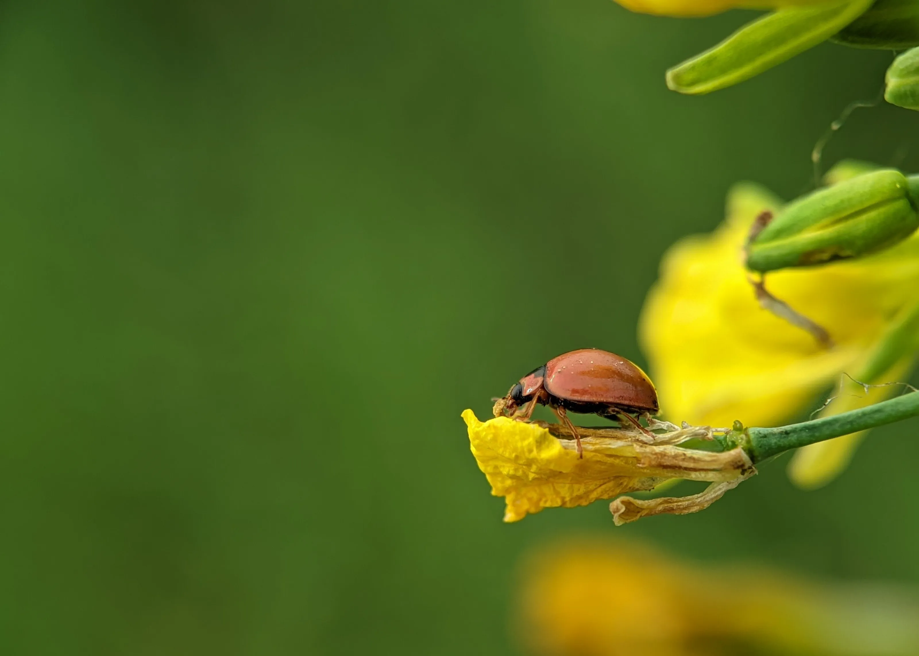 Lady bug