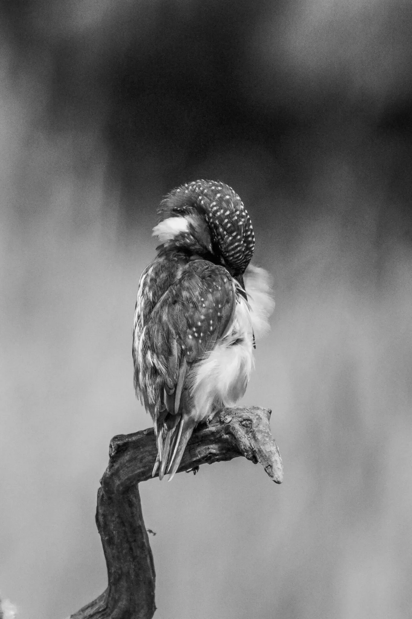 Dramatic Kingfisher