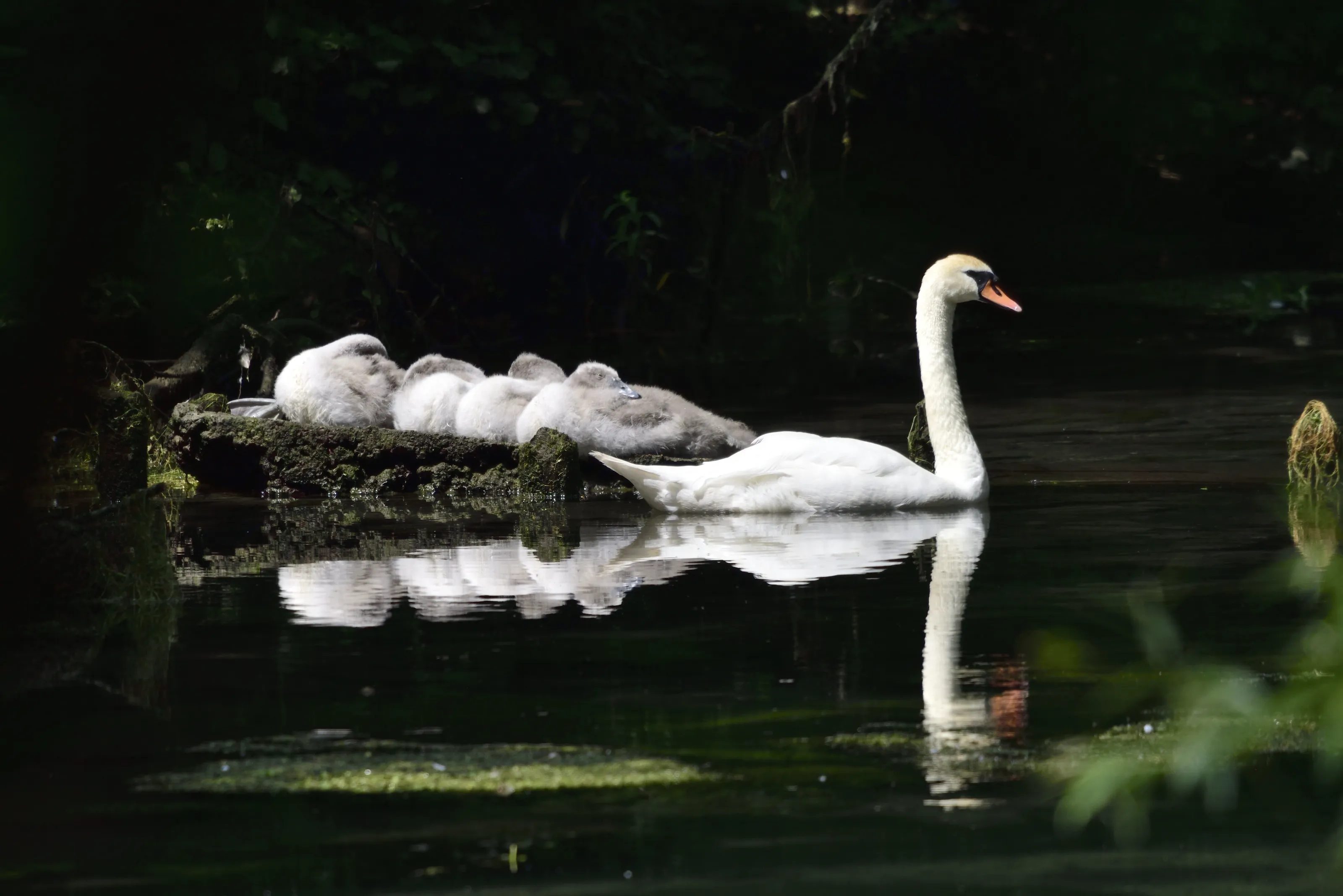 Tranquility