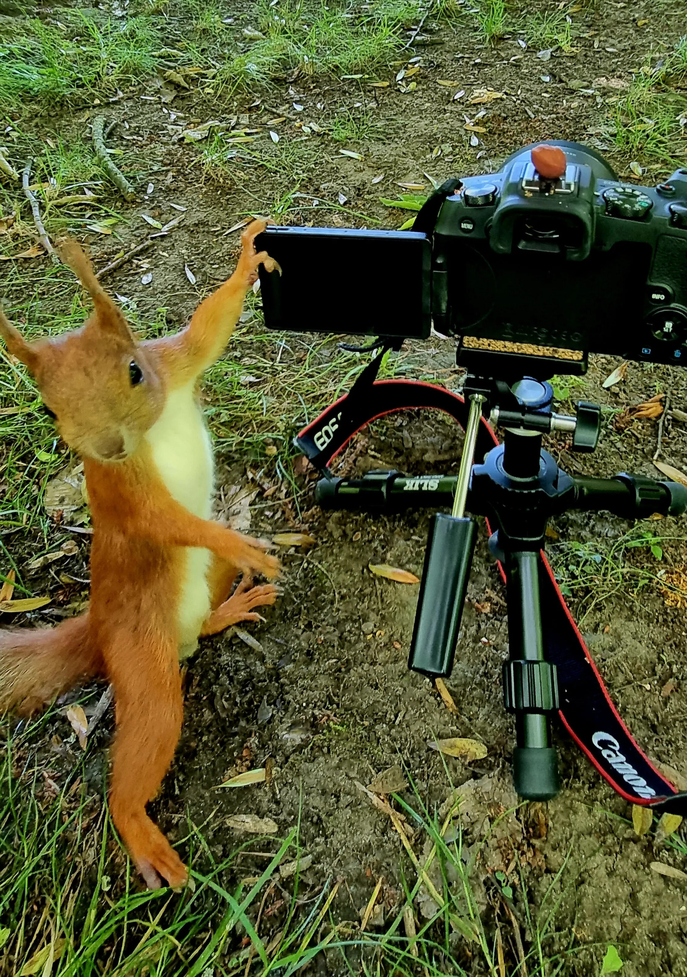 squirrel
