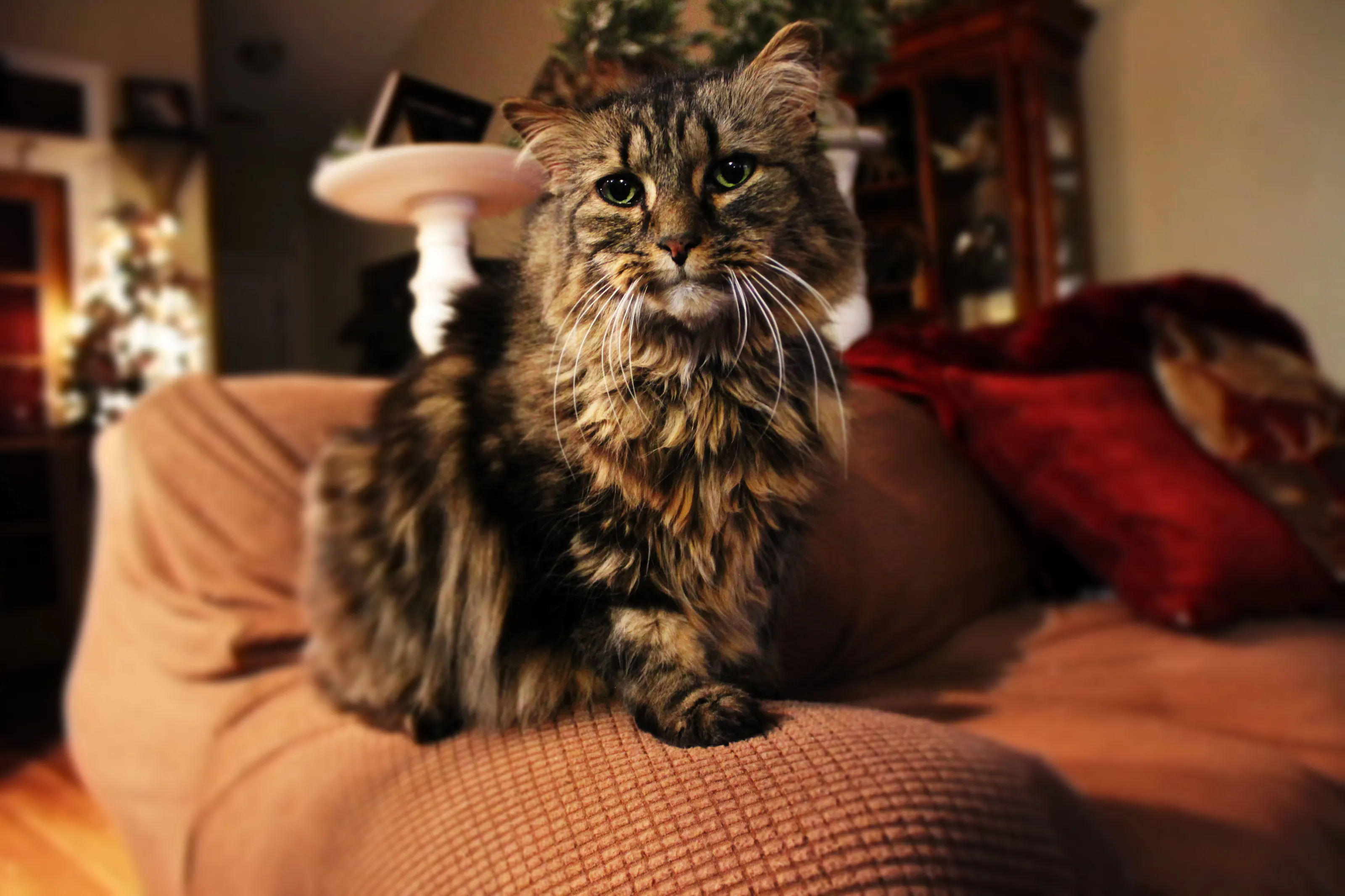 Phoebe Madison (cat)