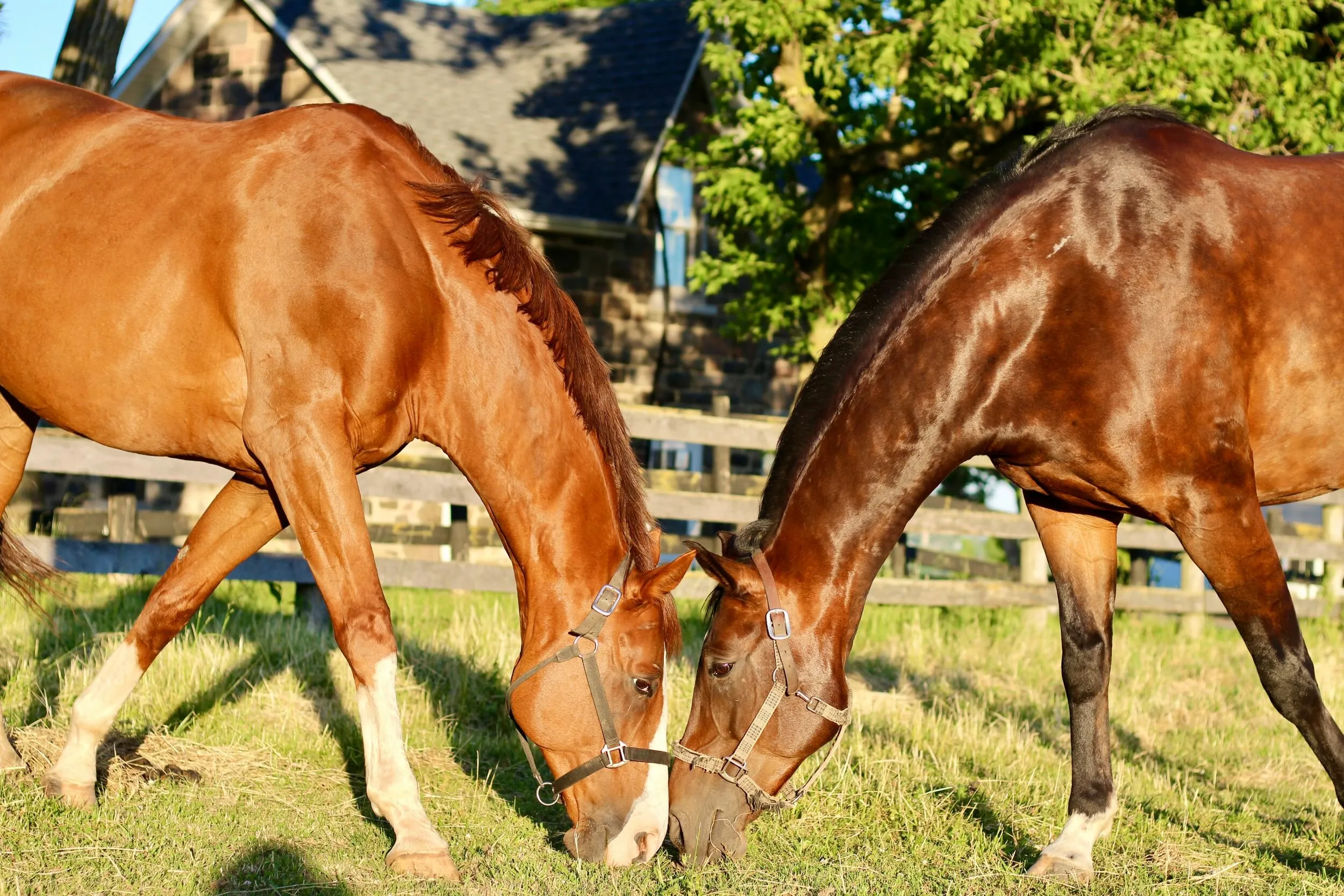 Two Best Friends on a Sunny Day