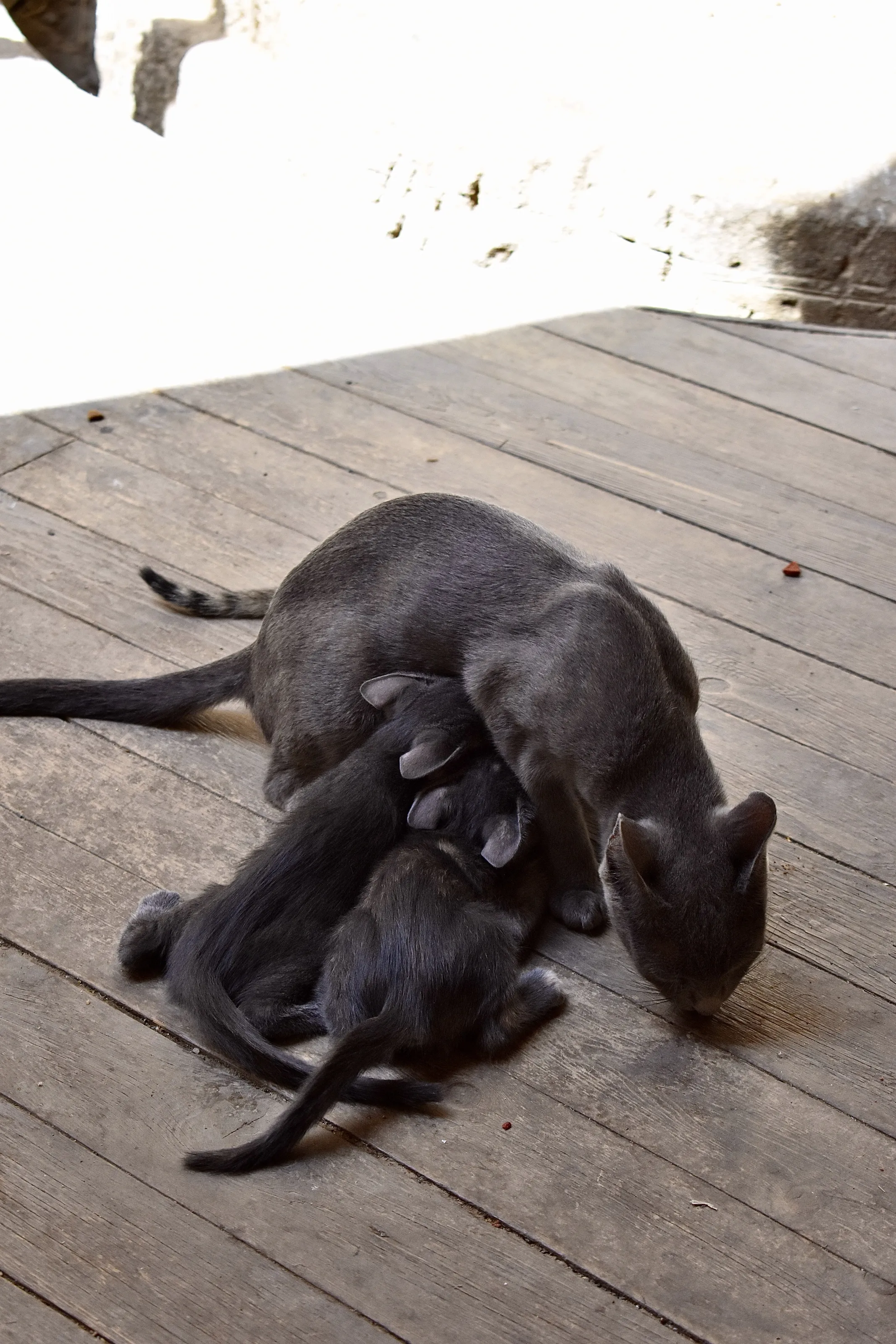 Feeding Time
