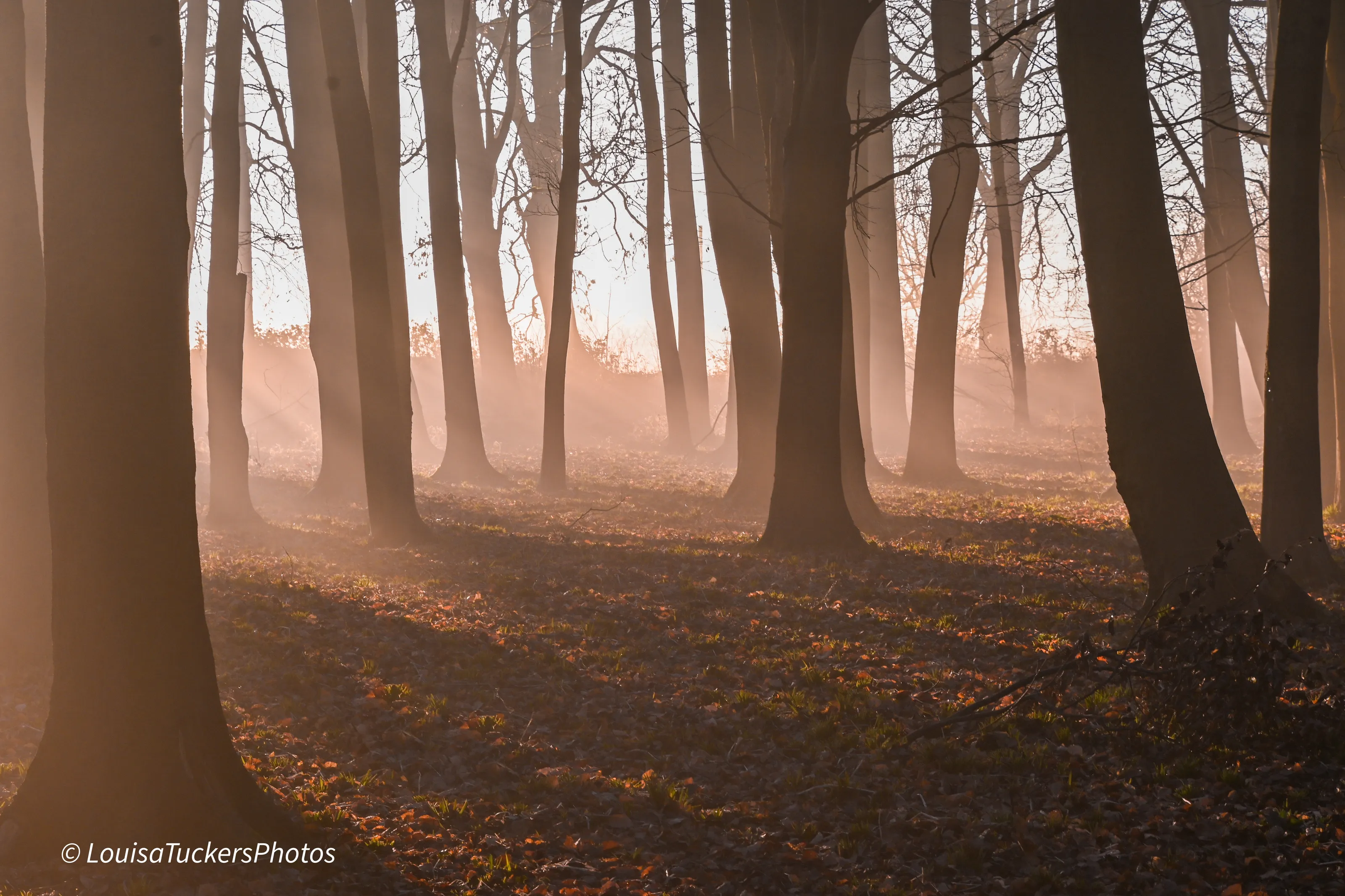 Misty Sunrise