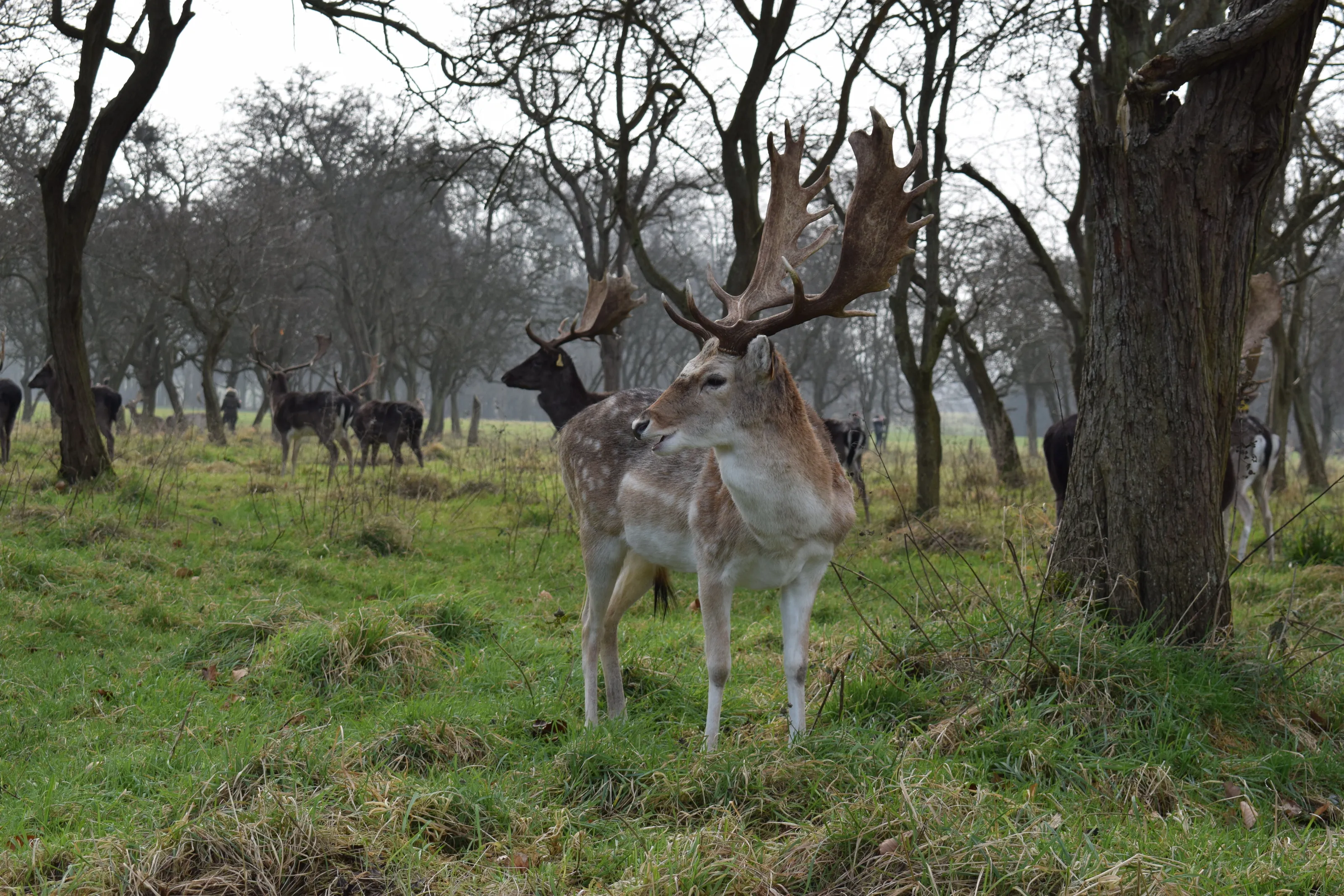 Deer