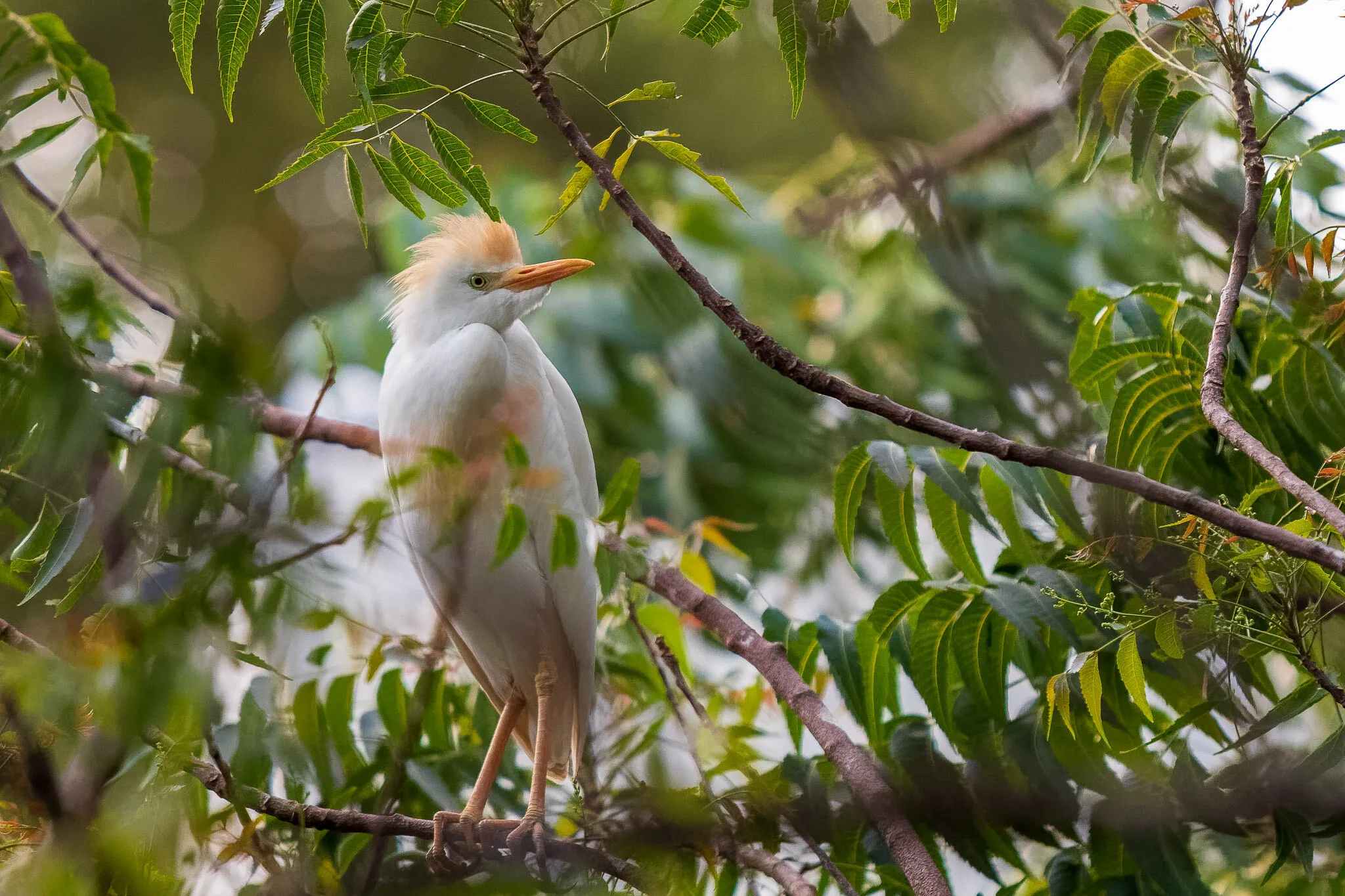 Cattle Egret