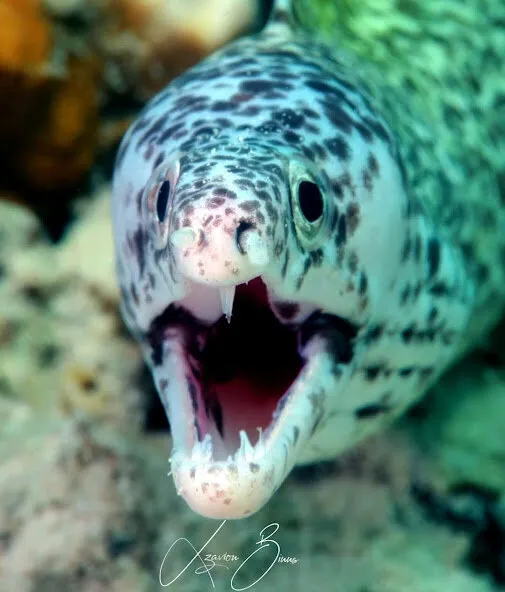 Moray Eel